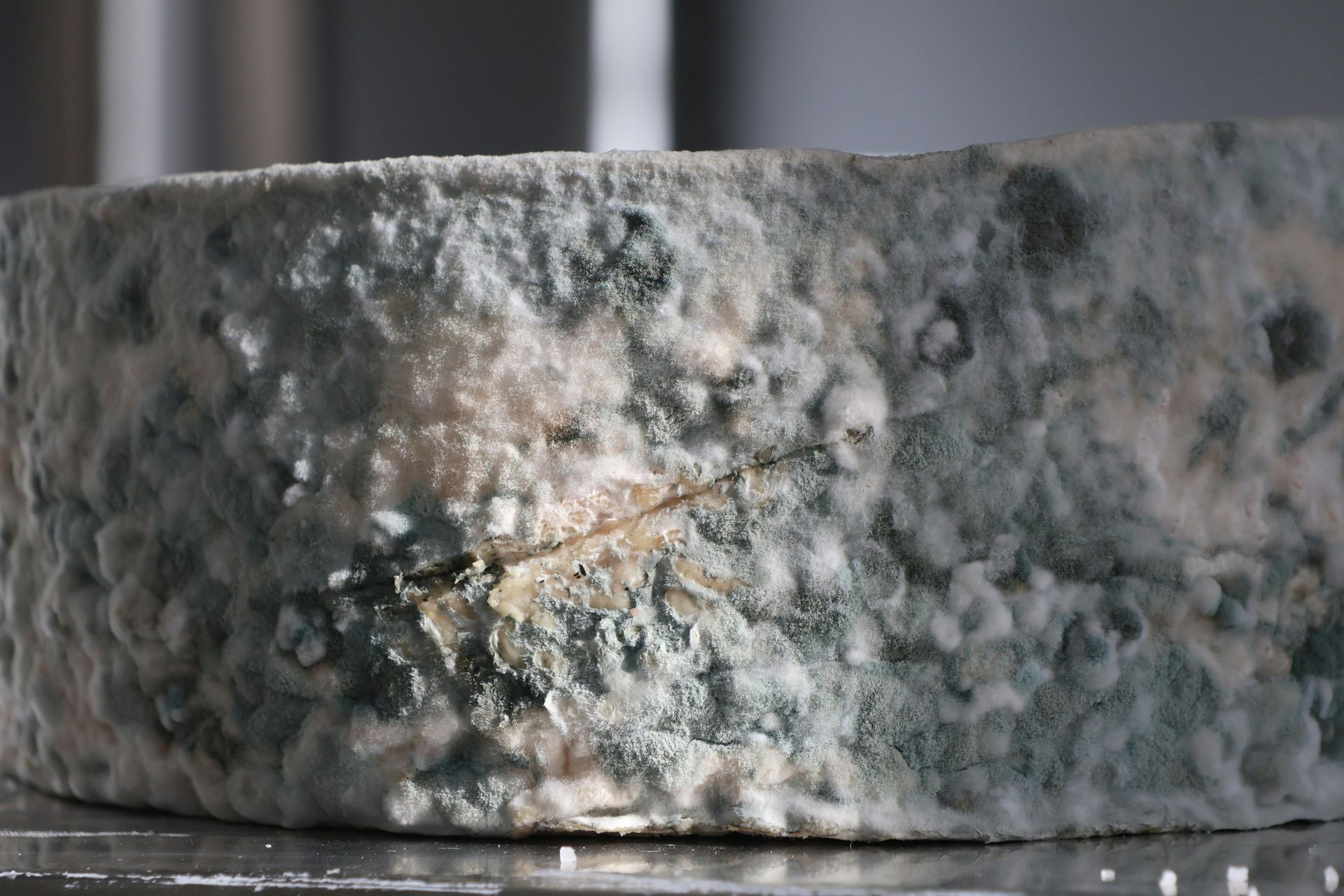 A close-up view of a wheel of blue cheese showing a textured rind with patches of blue and white mold.
