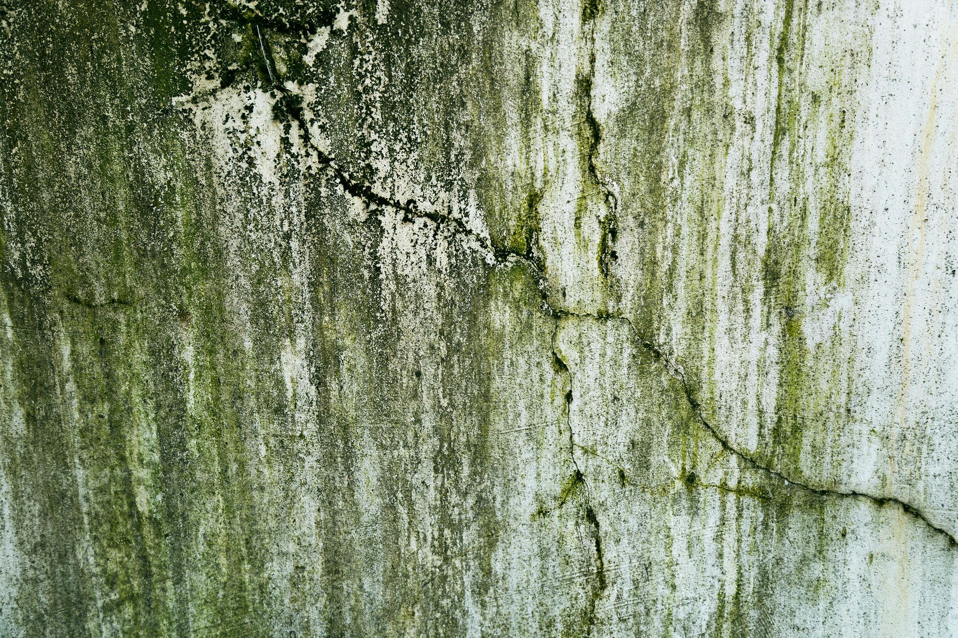 A weathered, off-white wall covered in patches of green mold and moss, with thin, diagonal cracks running across it.