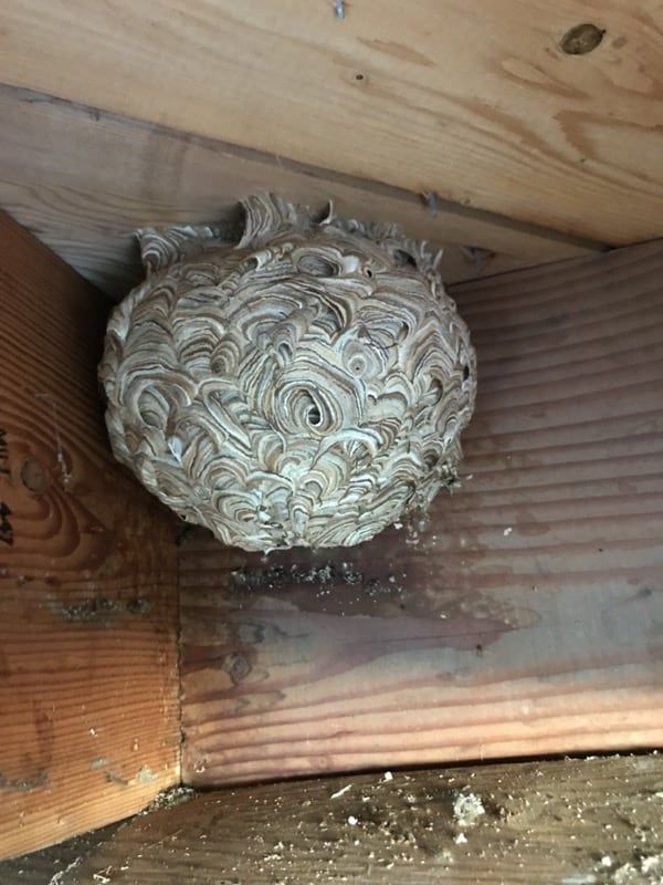 aerial yellowjacket nest