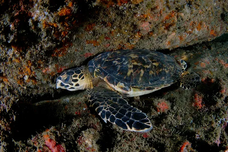 Tartaruga marinha descansando em um recife de coral. A tartaruga tem uma carapaça marrom com manchas amarelas.