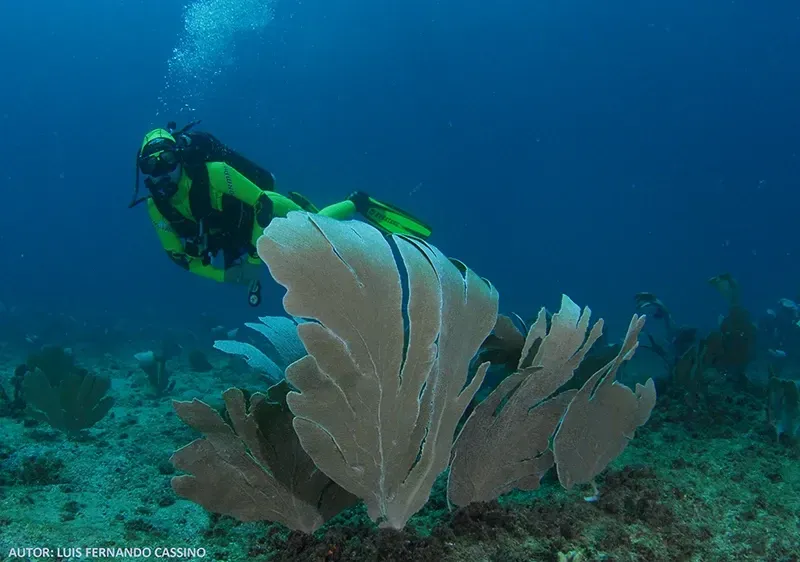 Mergulhador nada perto de um grande coral em forma de leque no oceano. O mergulhador veste equipamento preto e amarelo neon.