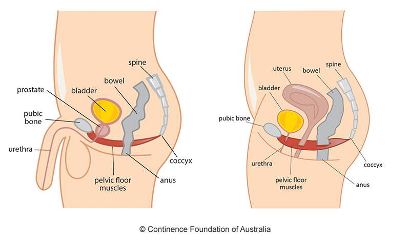 A diagram of the male and female reproductive system.