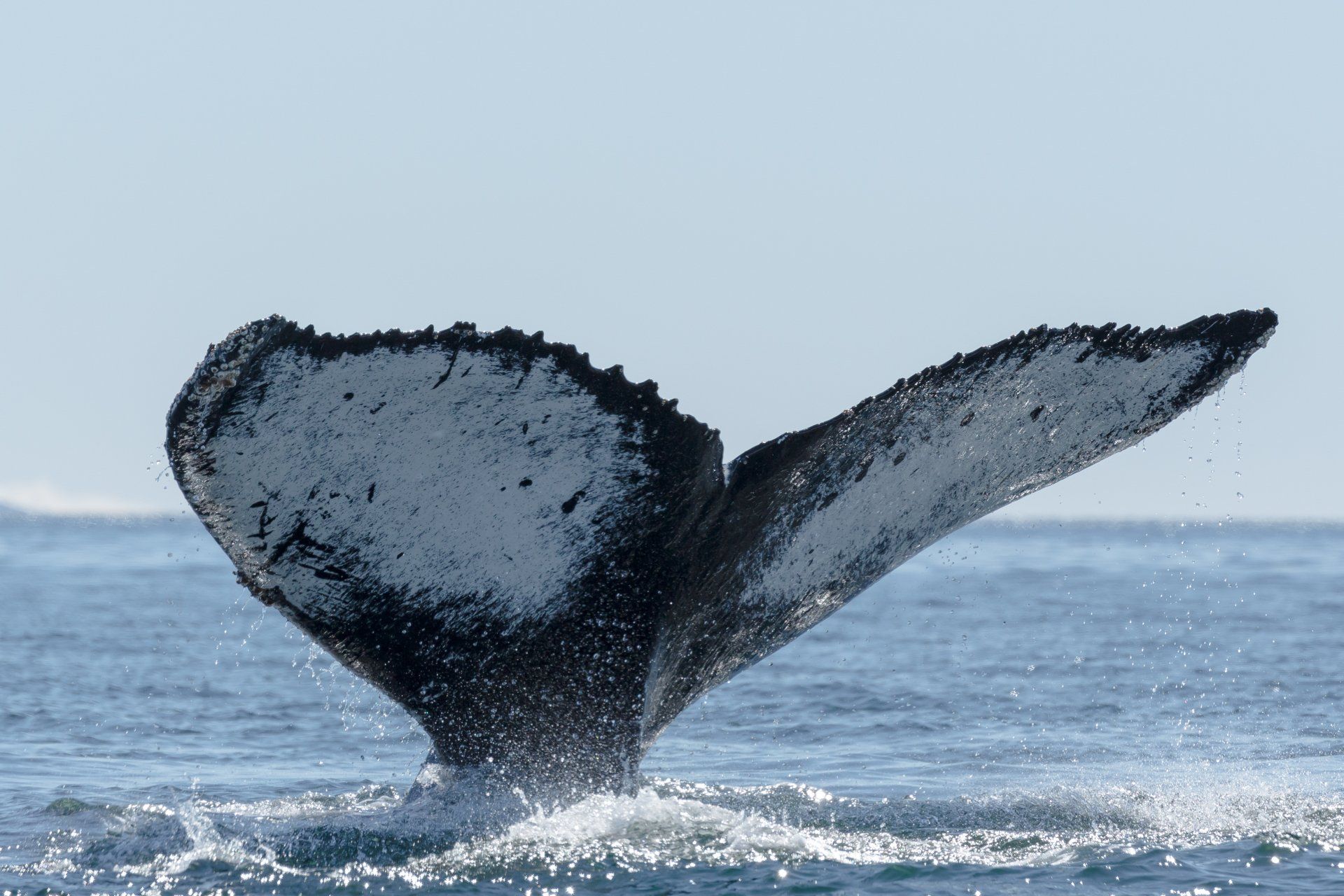 Humpback whale tail lifting out of ocean, showing white and black markings, against blue sky.