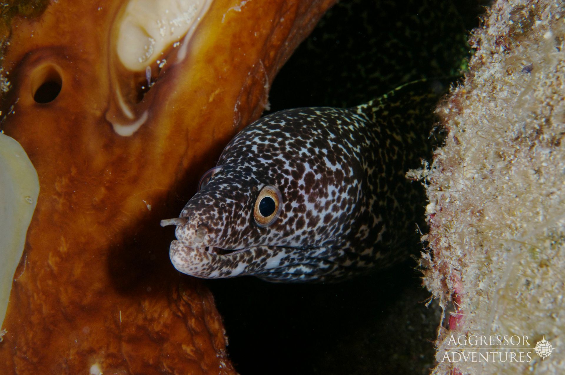 Purple and orange nudibranch sea slug; close-up of head with feathery, horn-like structures.