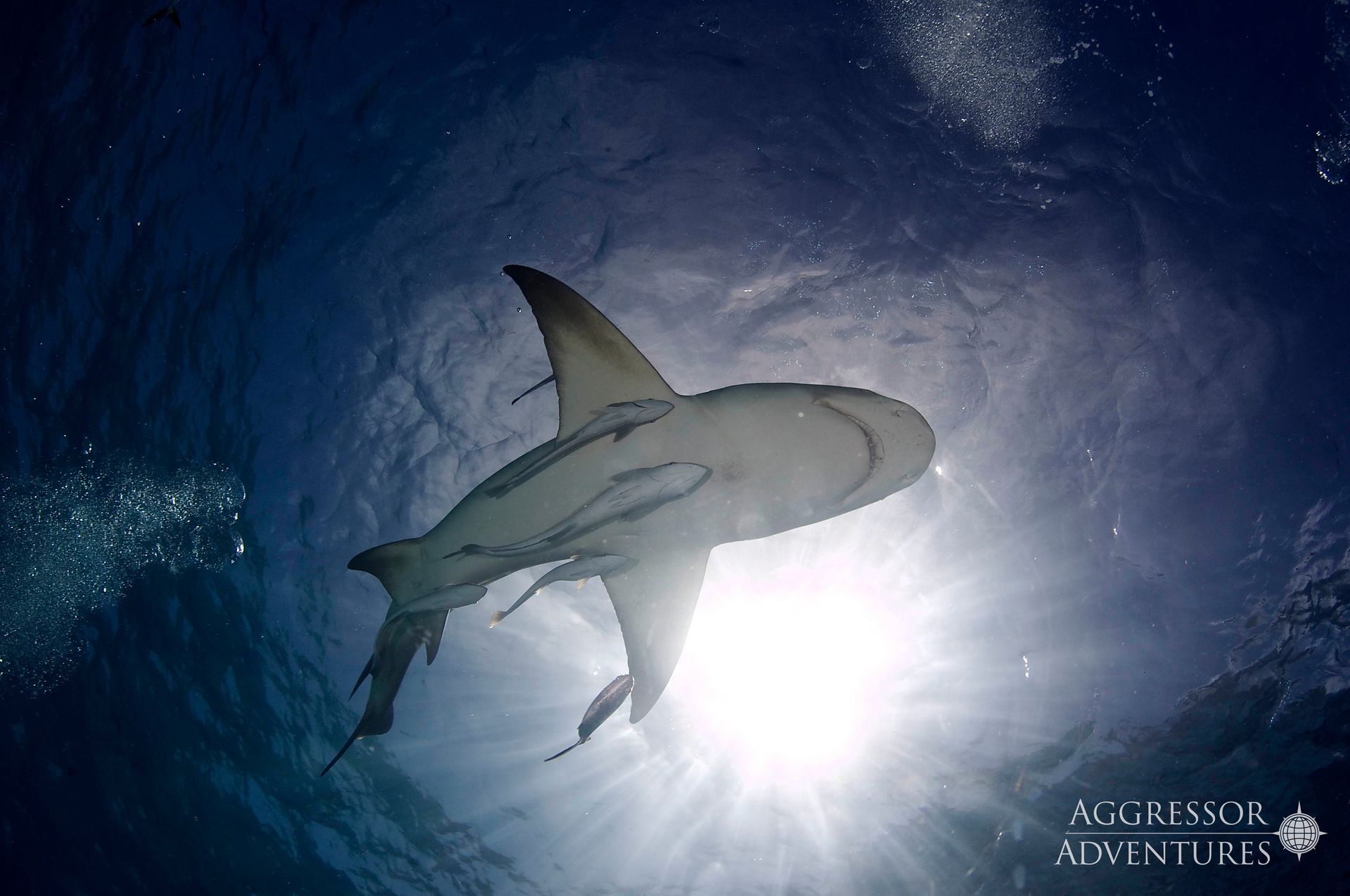 Pink pygmy seahorse, top-down view, with a blurred background.