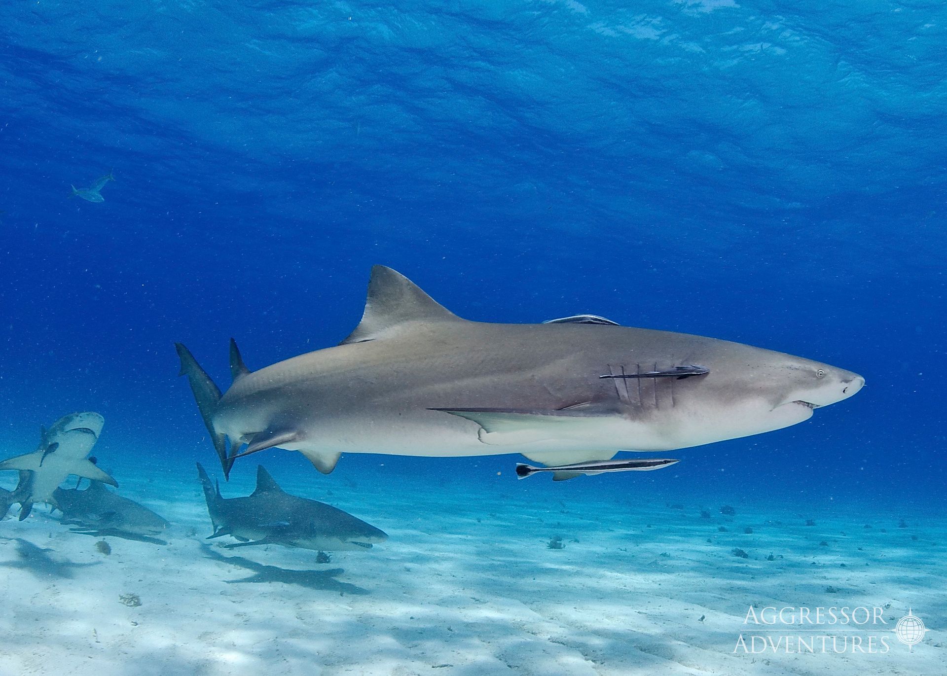 White and brown frogfish with speckled skin, blending with a rocky ocean floor.