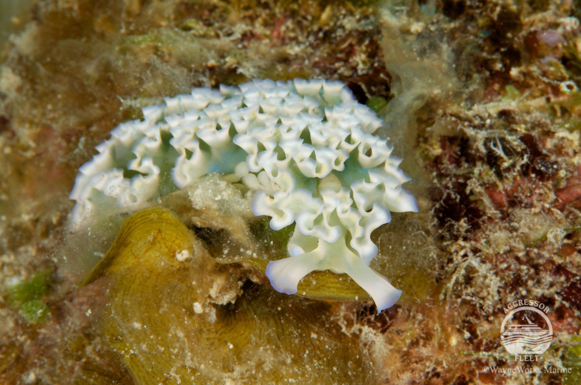 White sea slug with ruffled edges on a brown and green reef.