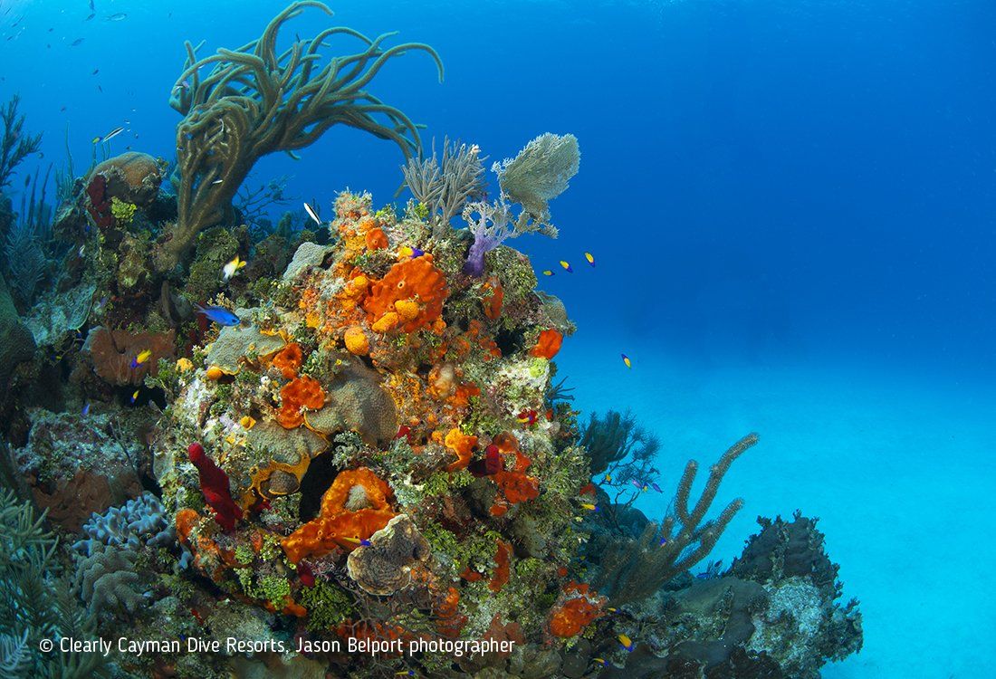 Colorful coral reef underwater with orange, yellow, and purple coral against a blue background.