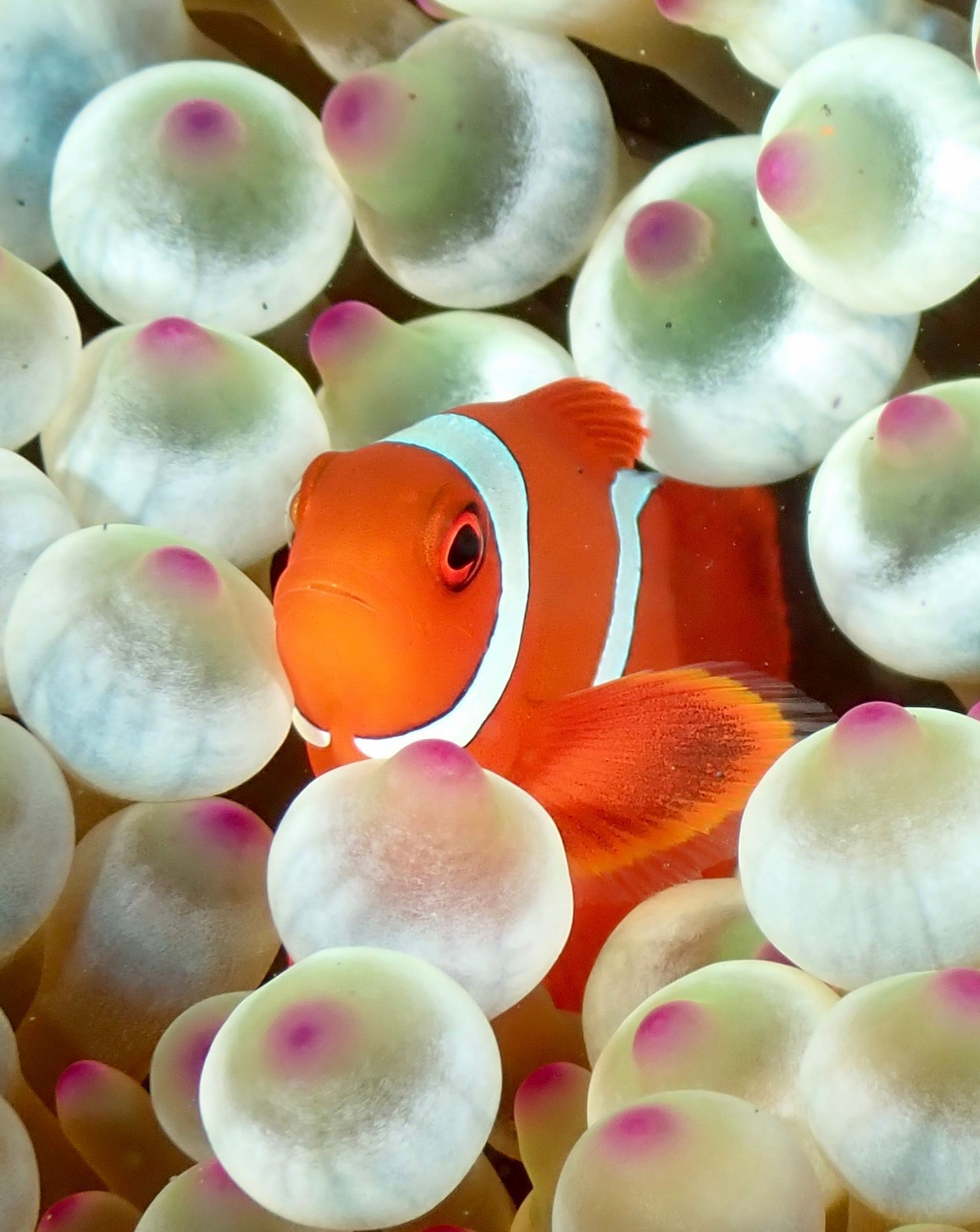 Clownfish nestled among sea anemone tentacles; orange, white, and pink.