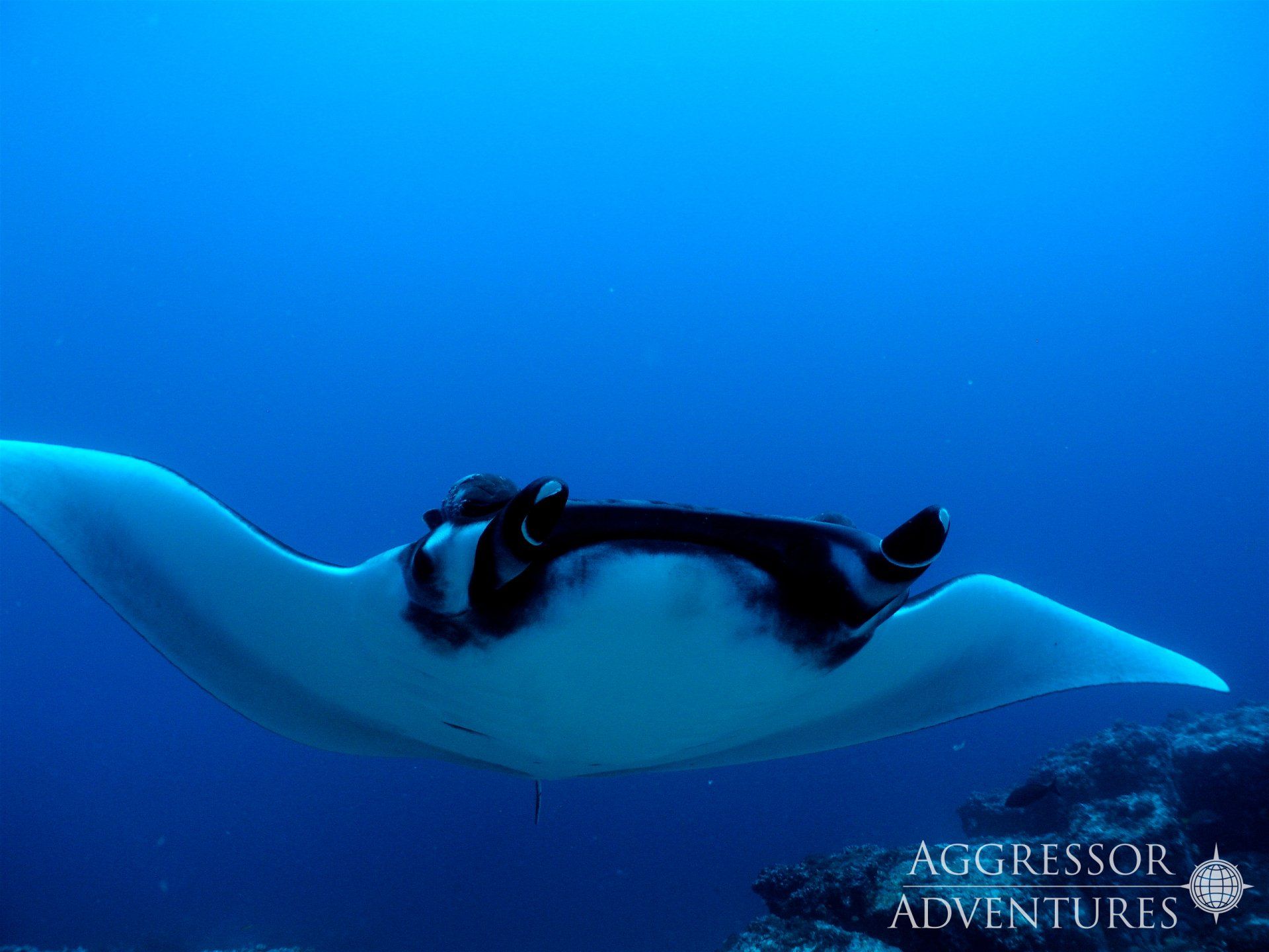 Manta ray swims gracefully in blue ocean water, white underside, dark top, near a reef.