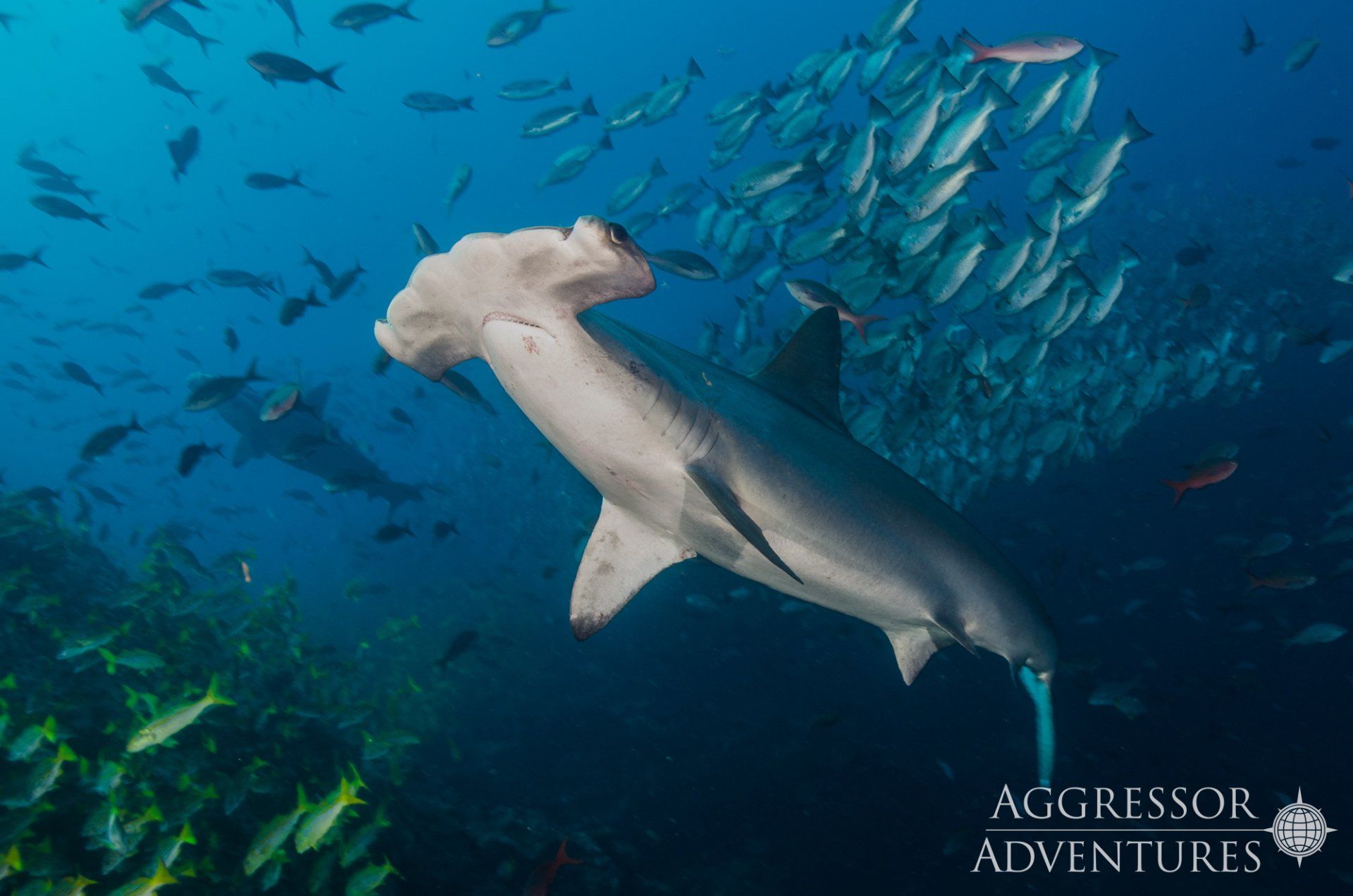 Hammerhead shark swimming underwater with a school of fish.