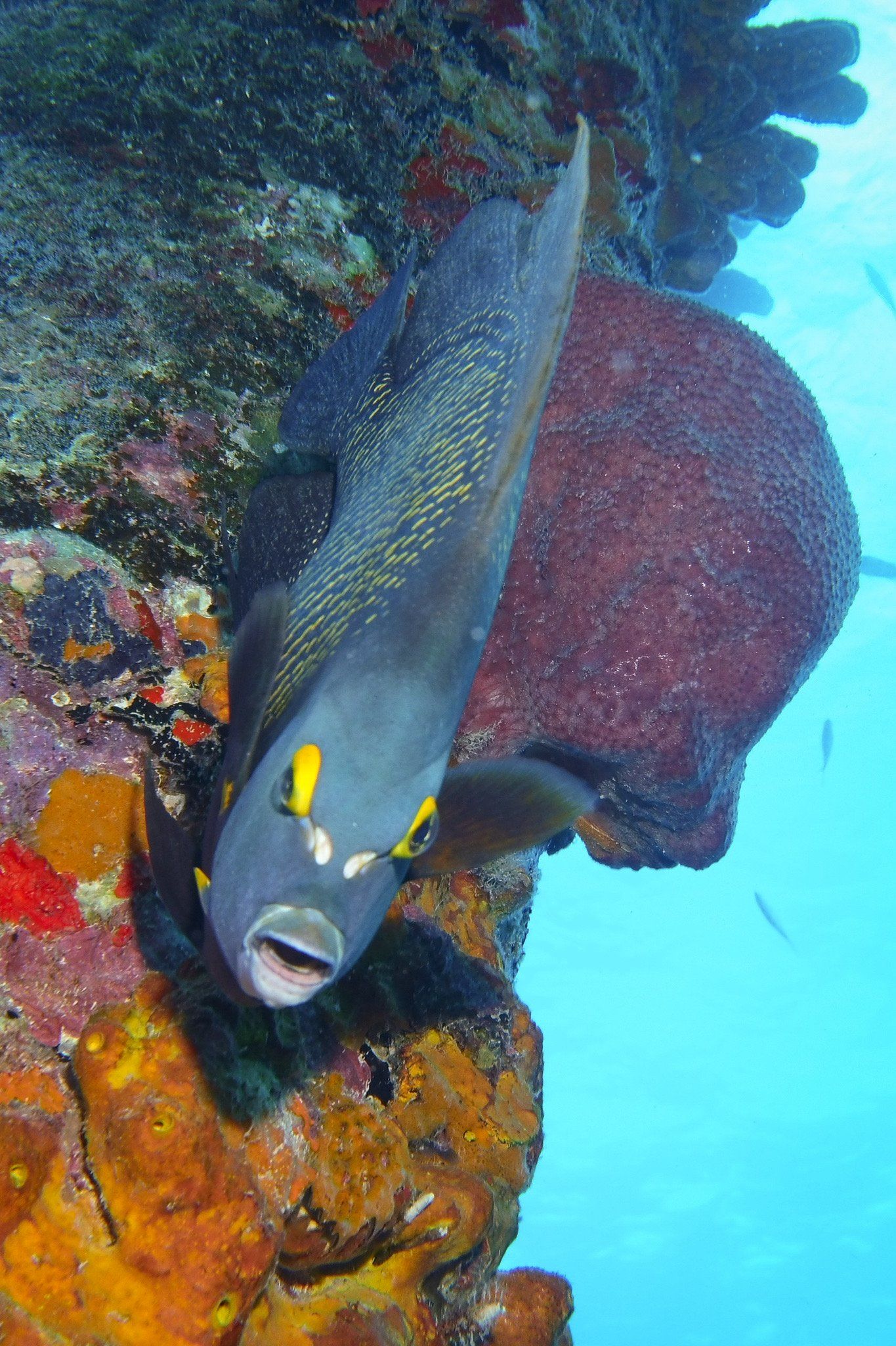 Fish with yellow markings and open mouth near coral and sponge underwater.