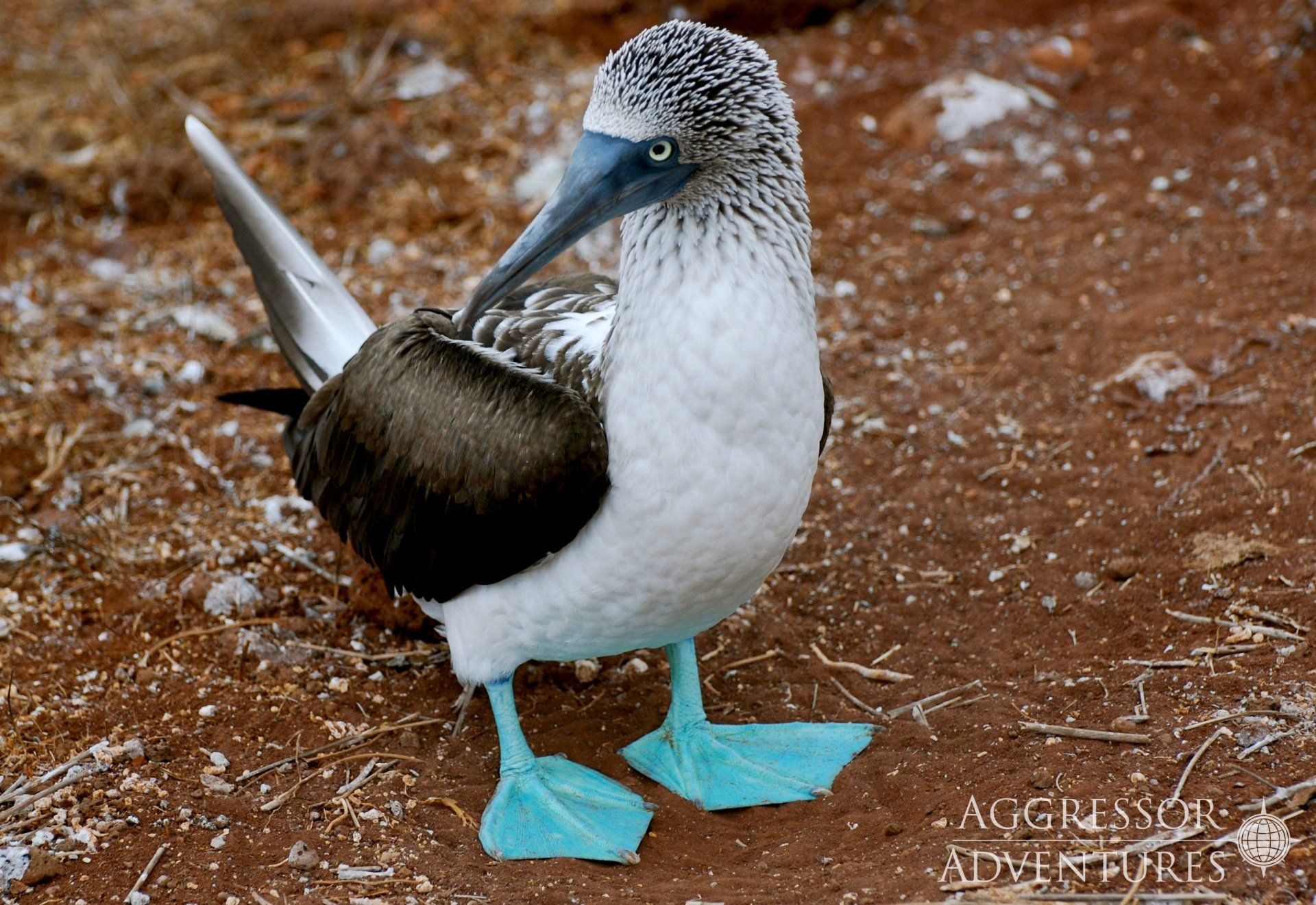 Blue-footed booby with distinctive blue feet, facing the camera on reddish-brown ground.