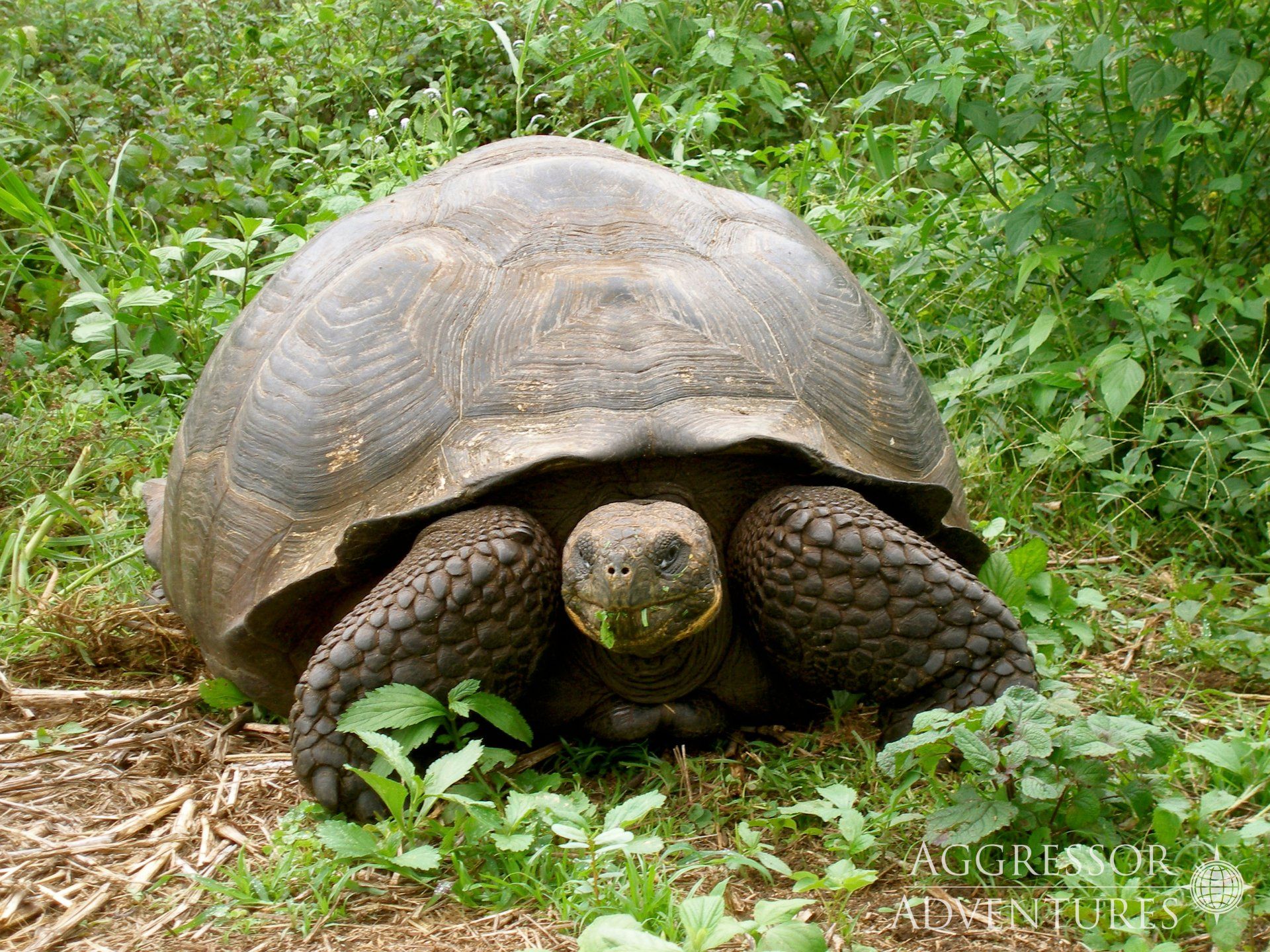 Giant Galapagos tortoise in green vegetation.