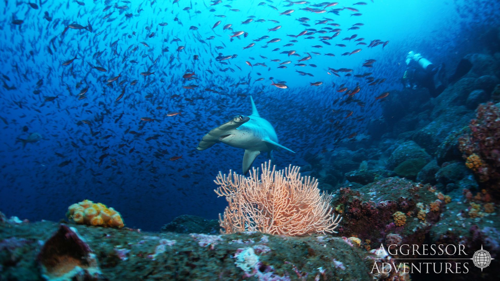 Hammerhead shark swims near coral reef, surrounded by many small fish. Scuba diver in the distance.