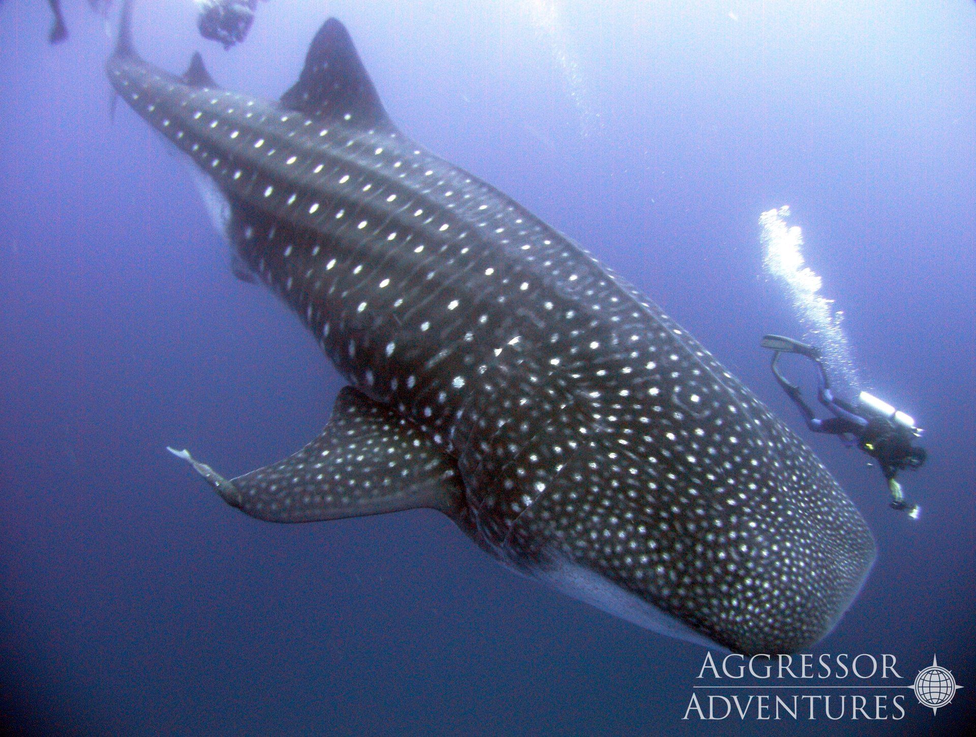Whale shark swims near a scuba diver in blue water, covered in white spots.