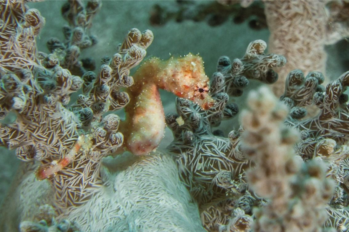 Pygmy seahorse, camouflaged with a coral-like exterior, nestled within coral.