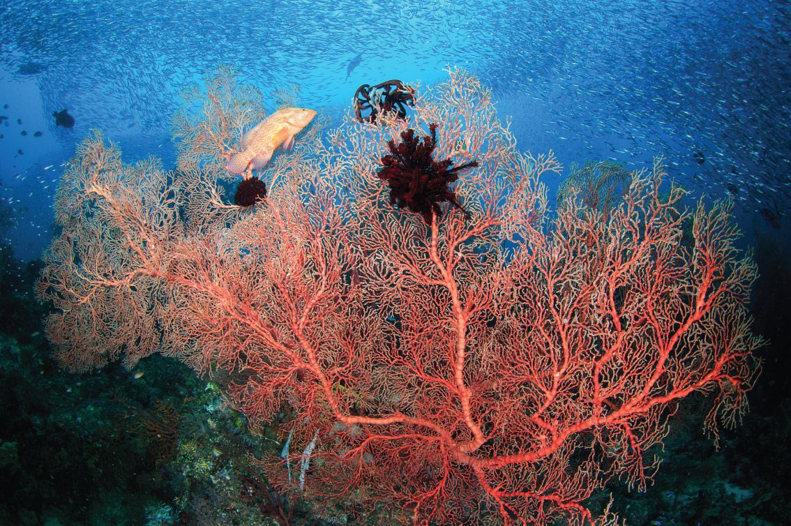 Underwater scene: a large red sea fan coral with tiny fish and a diver in the background.