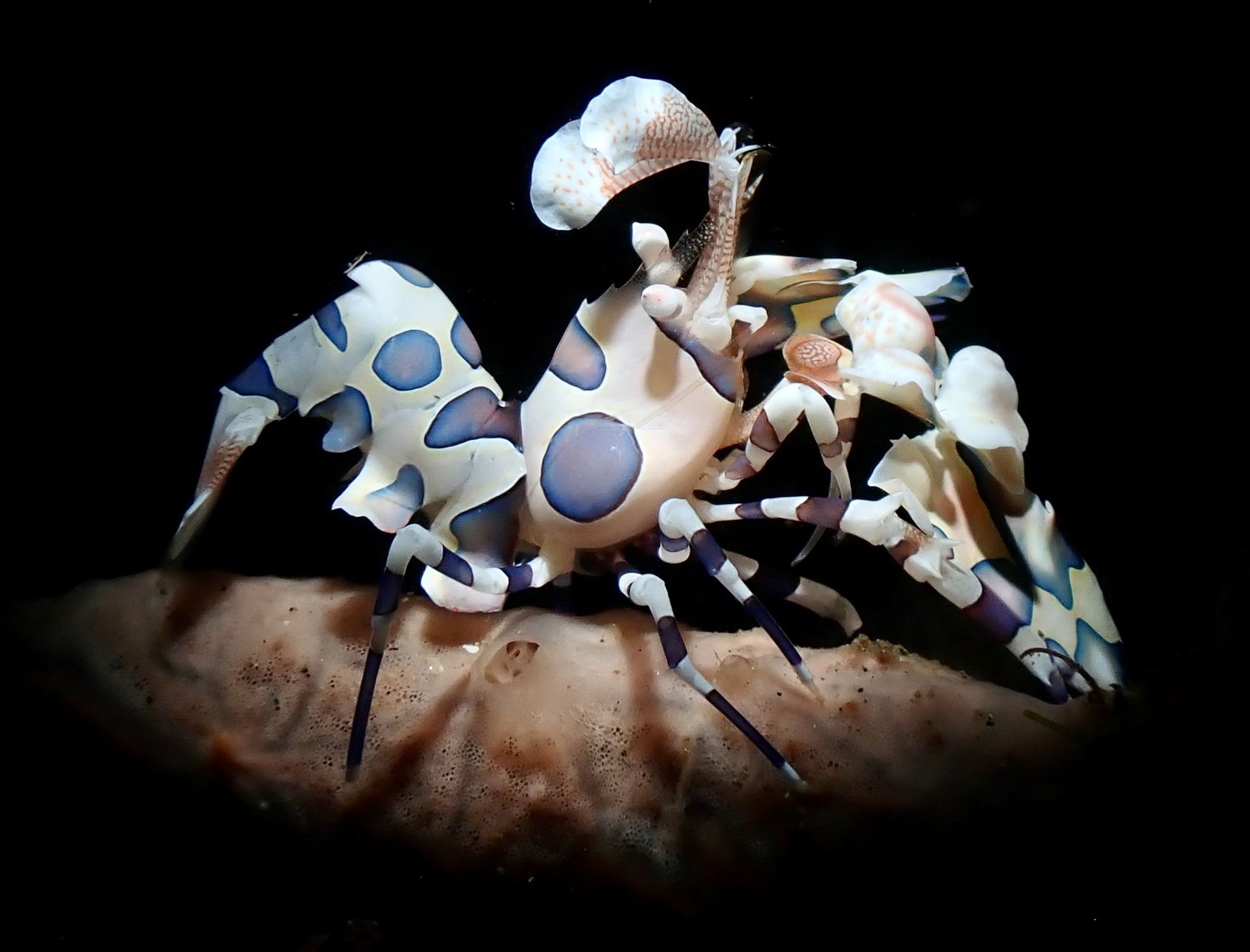Harlequin shrimp with white and blue spots on coral in dark water.