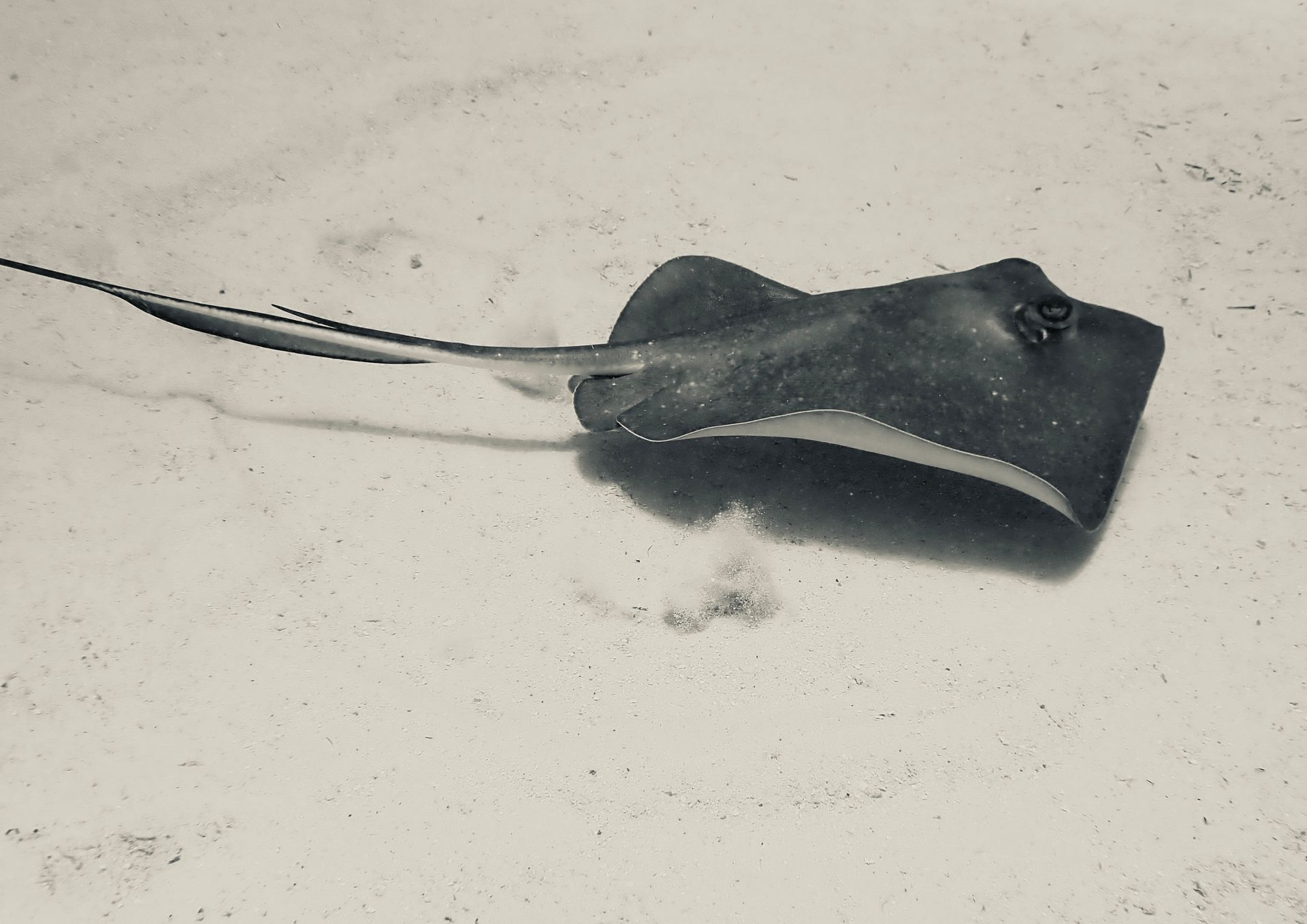 Stingray swims on sandy seabed, body dark, edges lighter, tail trailing.