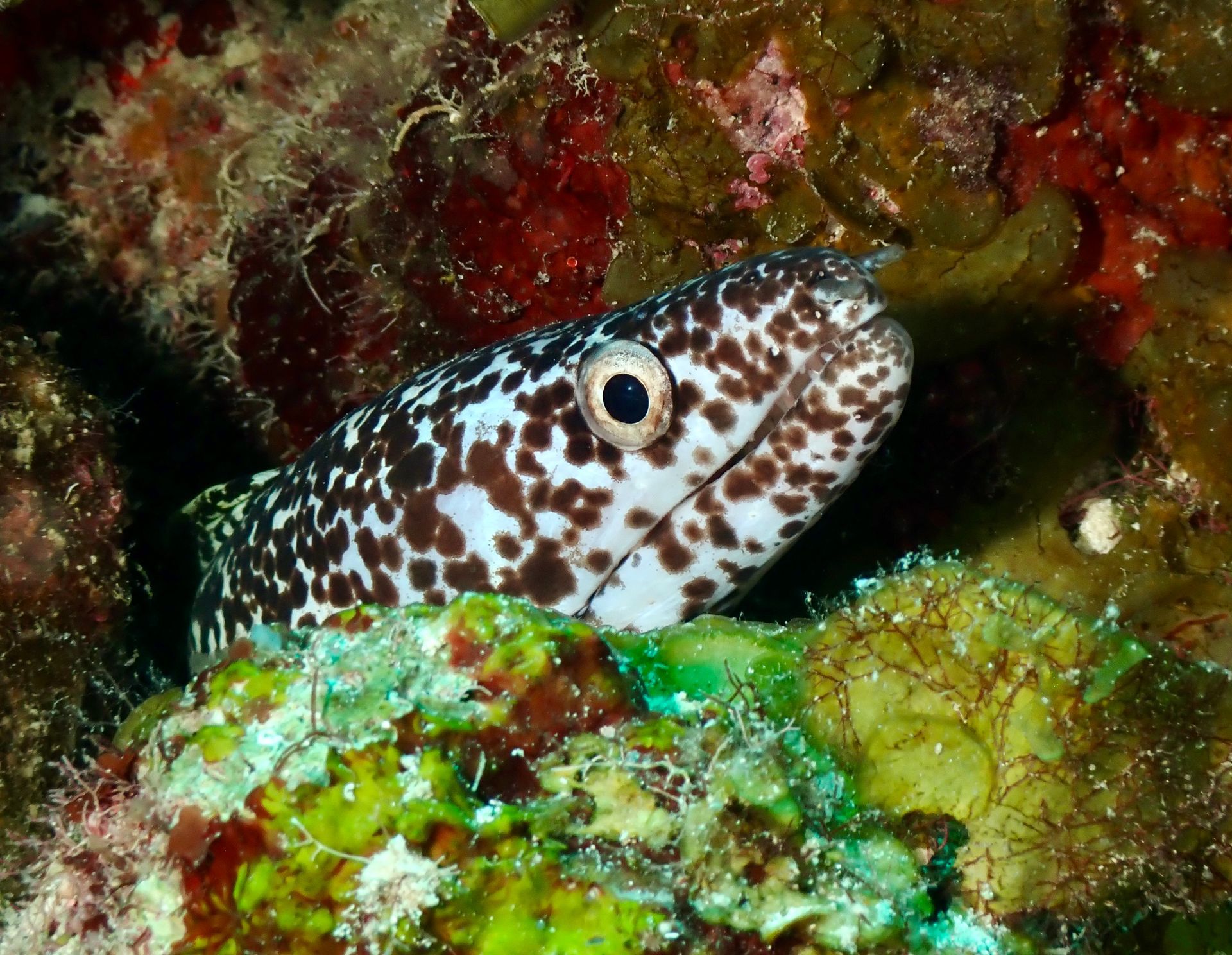 Spotted moray eel peeking from a coral reef, brown and white patterns, large eye.