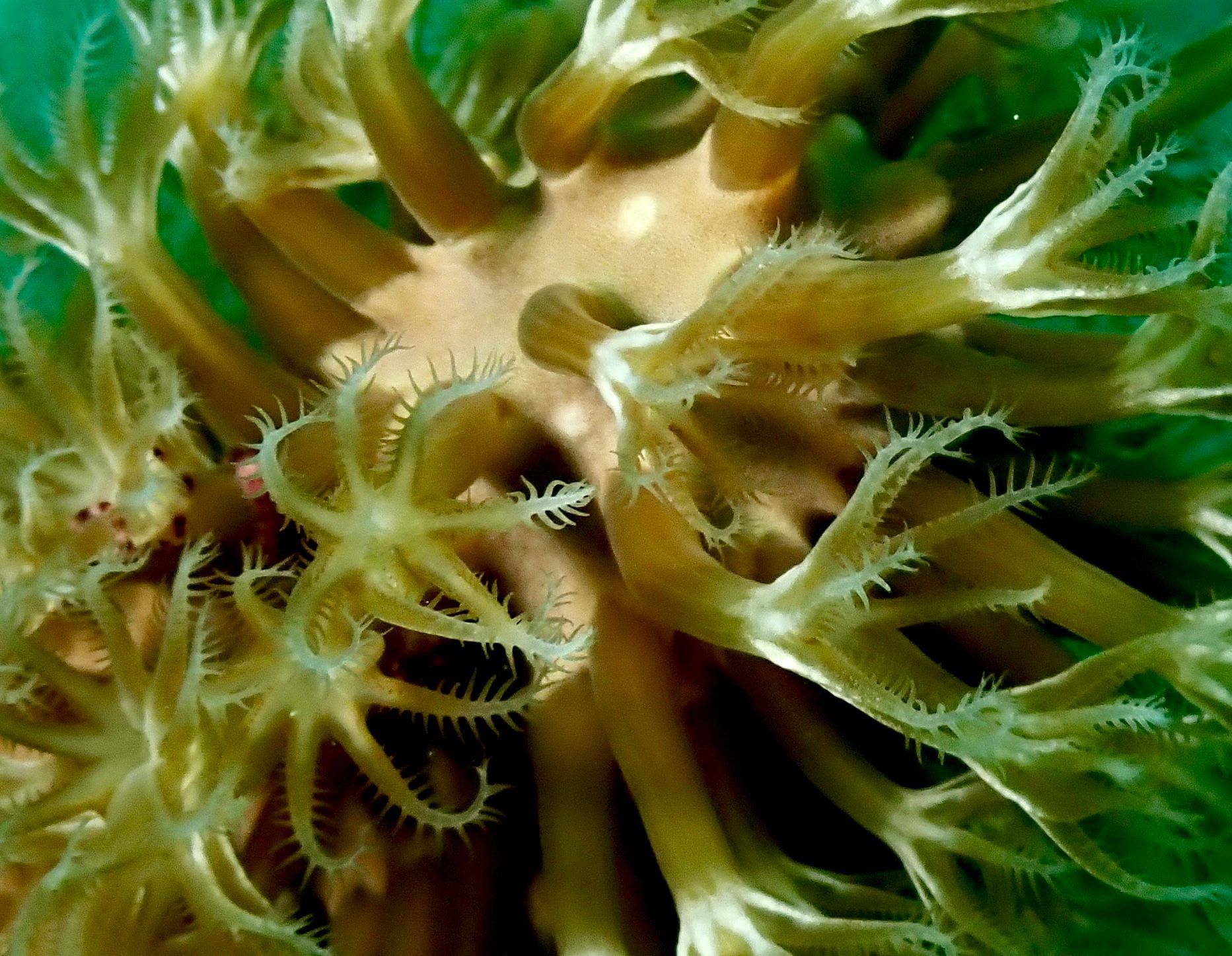 Close-up of a yellowish-brown coral with many tentacle-like arms.