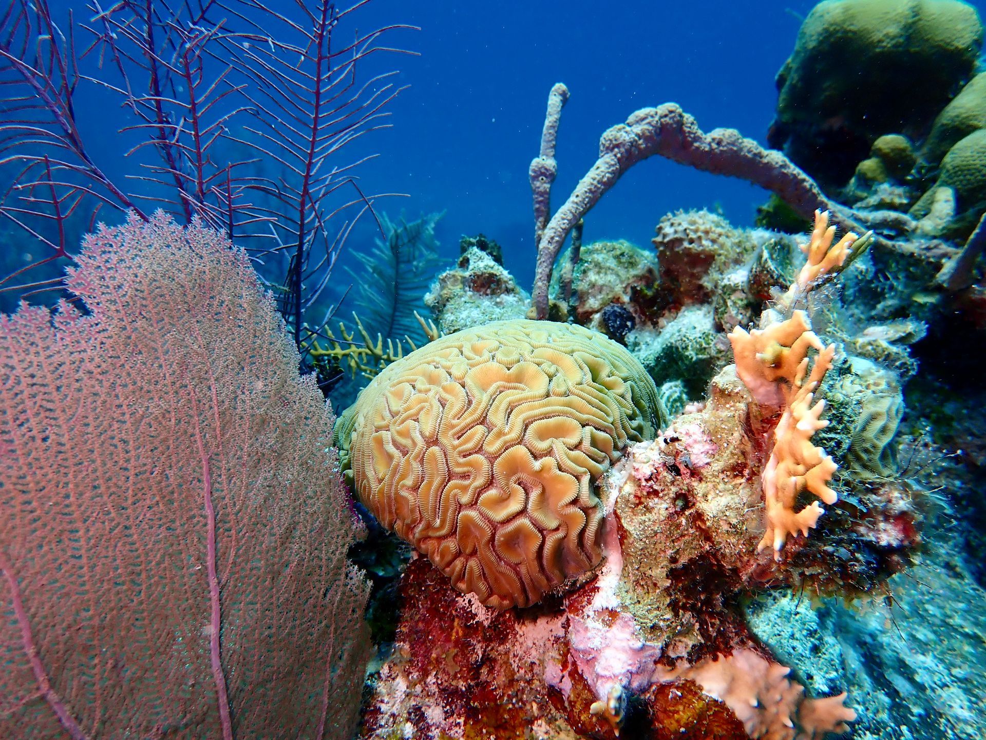 Coral reef with various coral formations, including brain coral and sea fan, under blue water.