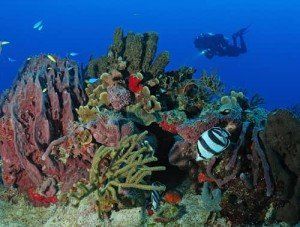 Divers explore a vibrant coral reef with colorful fish and sponges in blue water.