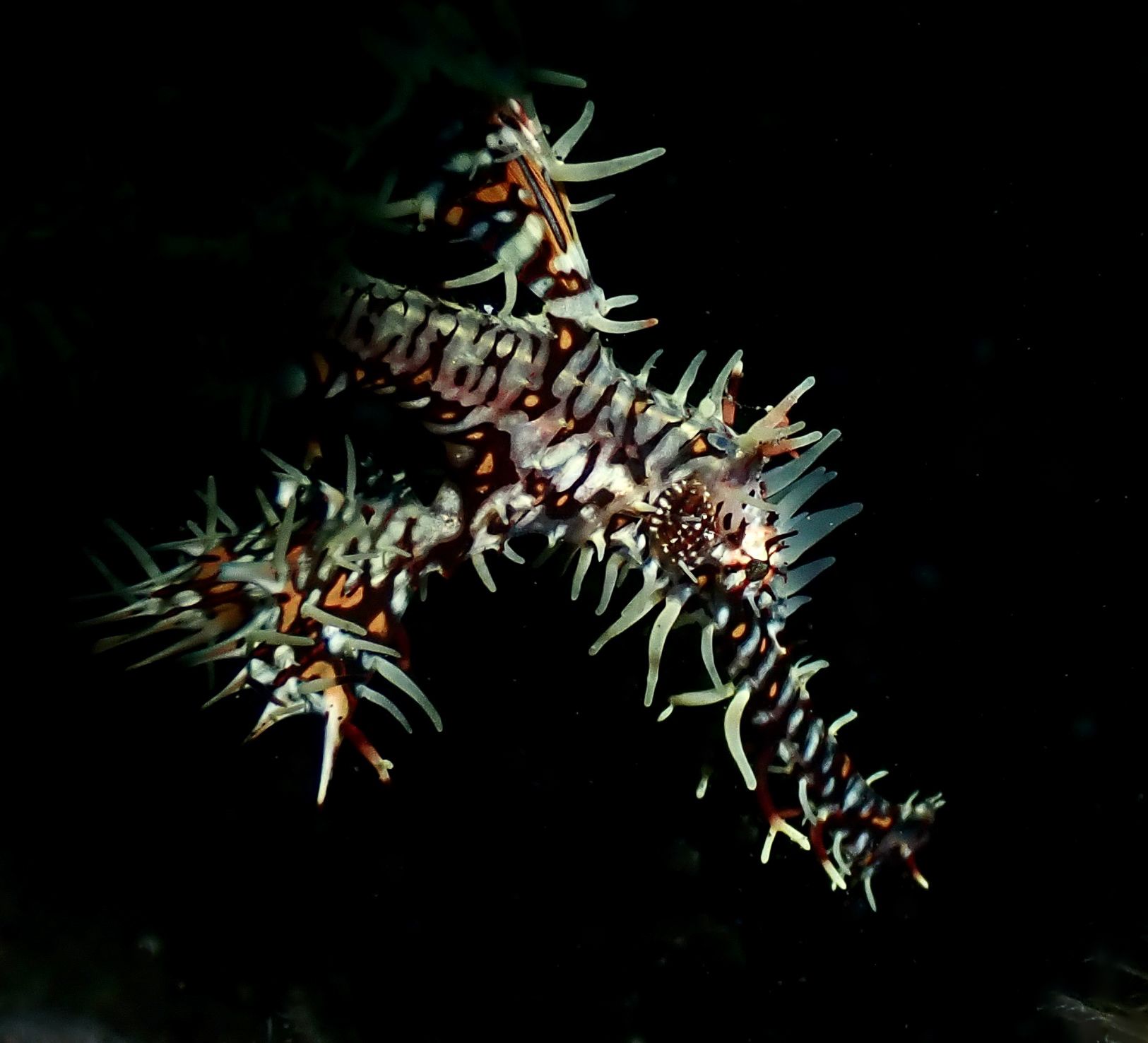 Ornate ghost pipefish with white, brown, and orange markings, swims in dark water.
