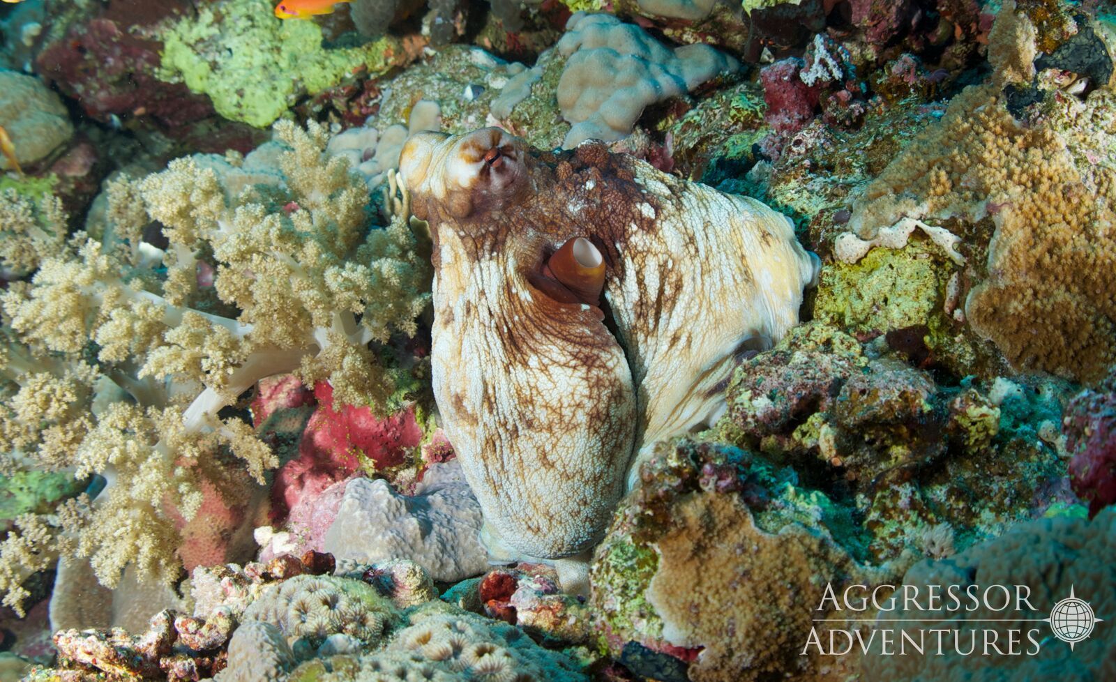 Octopus camouflaged among coral, white and brown skin blends with the reef, underwater.