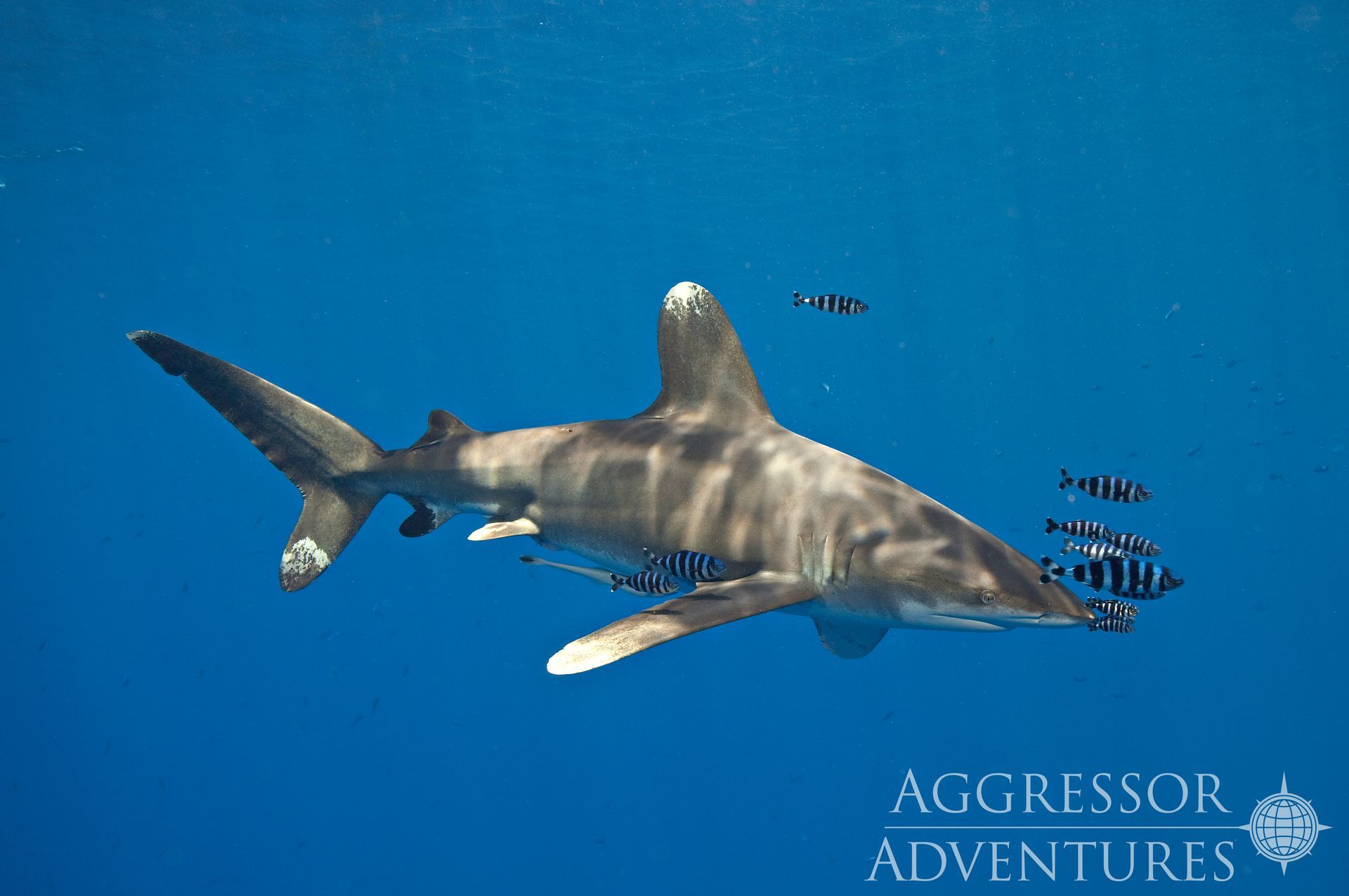 A silky shark swims in blue water with small striped fish near it.