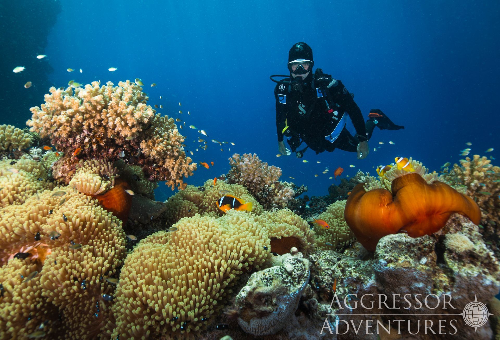 Diver explores coral reef with colorful fish. Deep blue water surrounds.