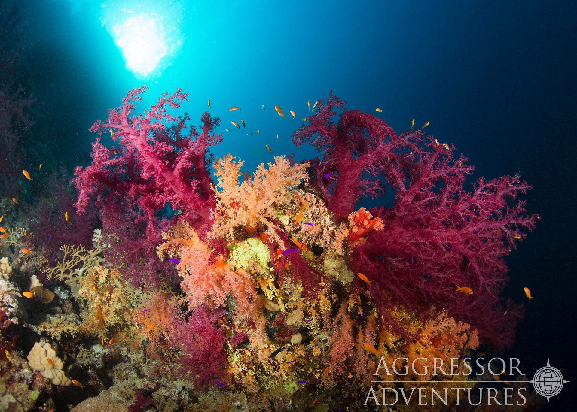 Colorful coral reef with fish, underwater. Sunlight filters from above.