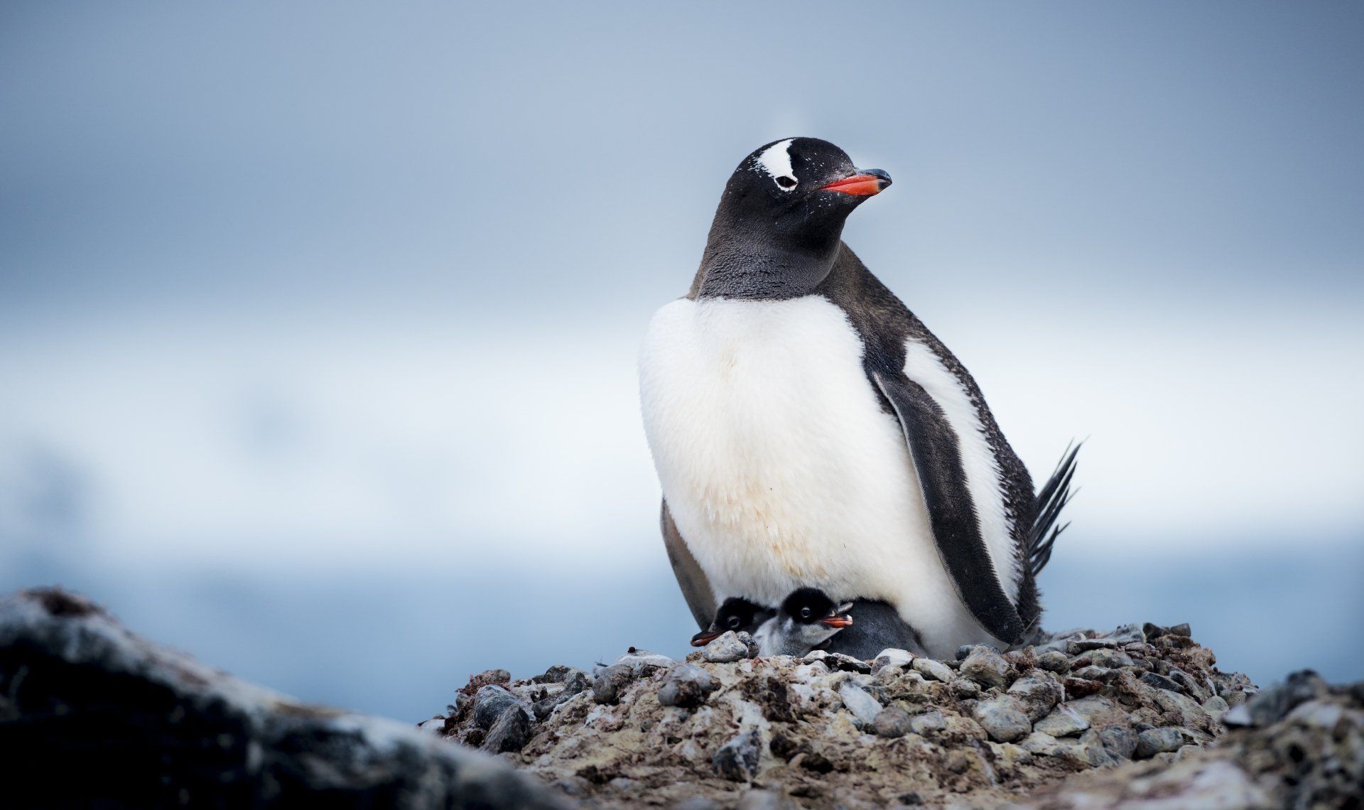Gentoo penguin with chicks on a rocky nest, against a blurred, pale blue background.