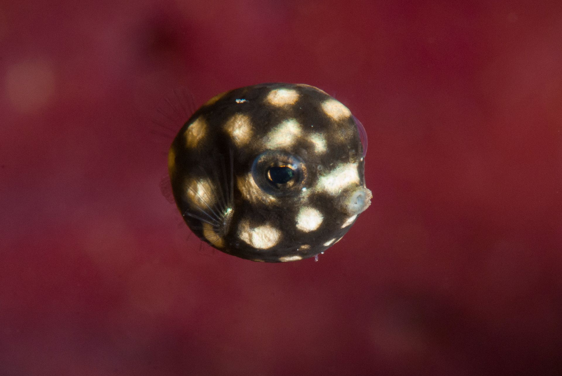 Round fish with black body, white spots, and a prominent eye, against a reddish background.