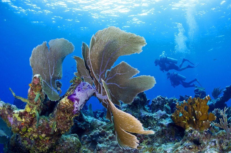 Divers explore a coral reef with fan-shaped coral in the foreground, blue water and sunlight visible.