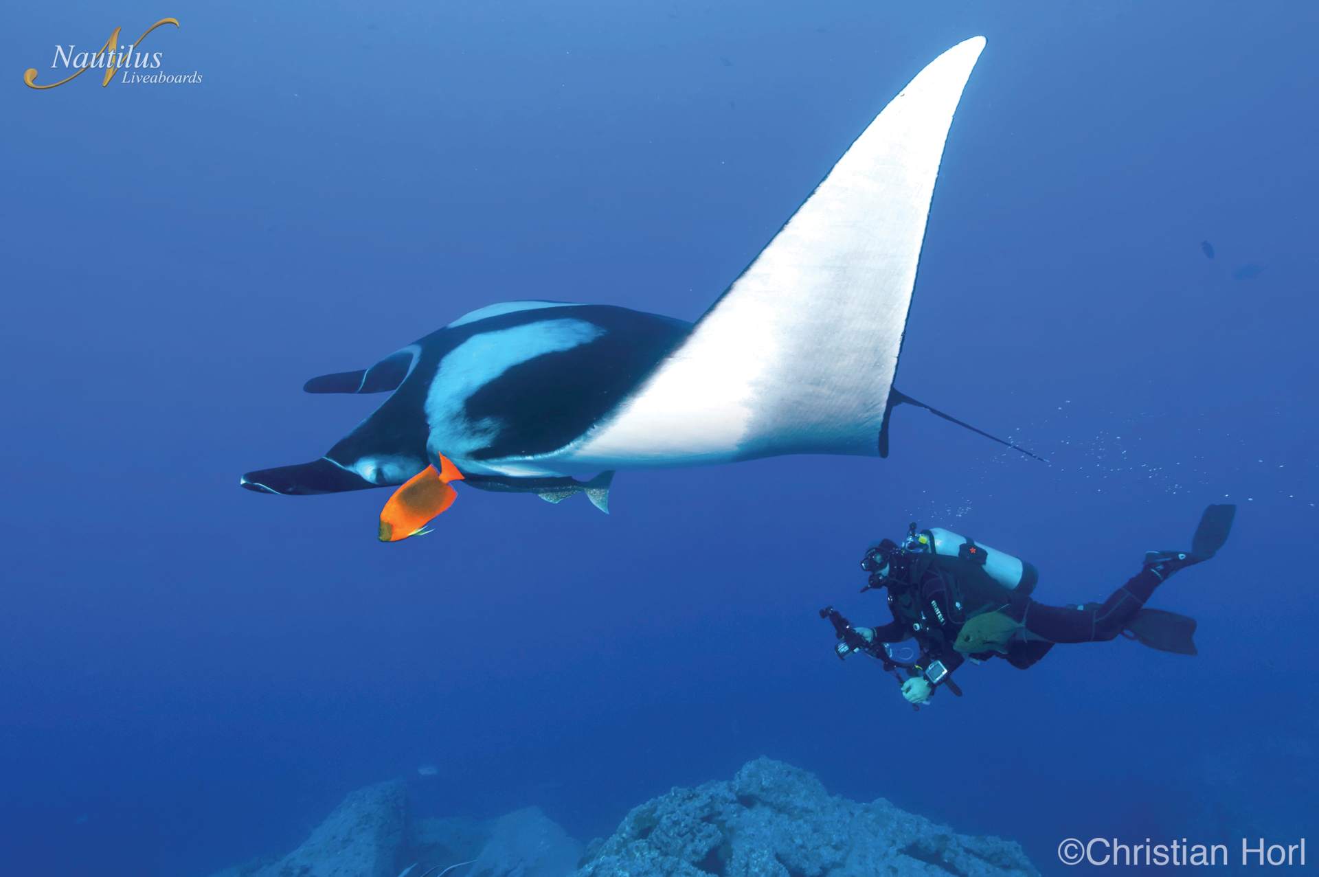 A diver underwater observes a manta ray with a white underside and dark top, near a reef.