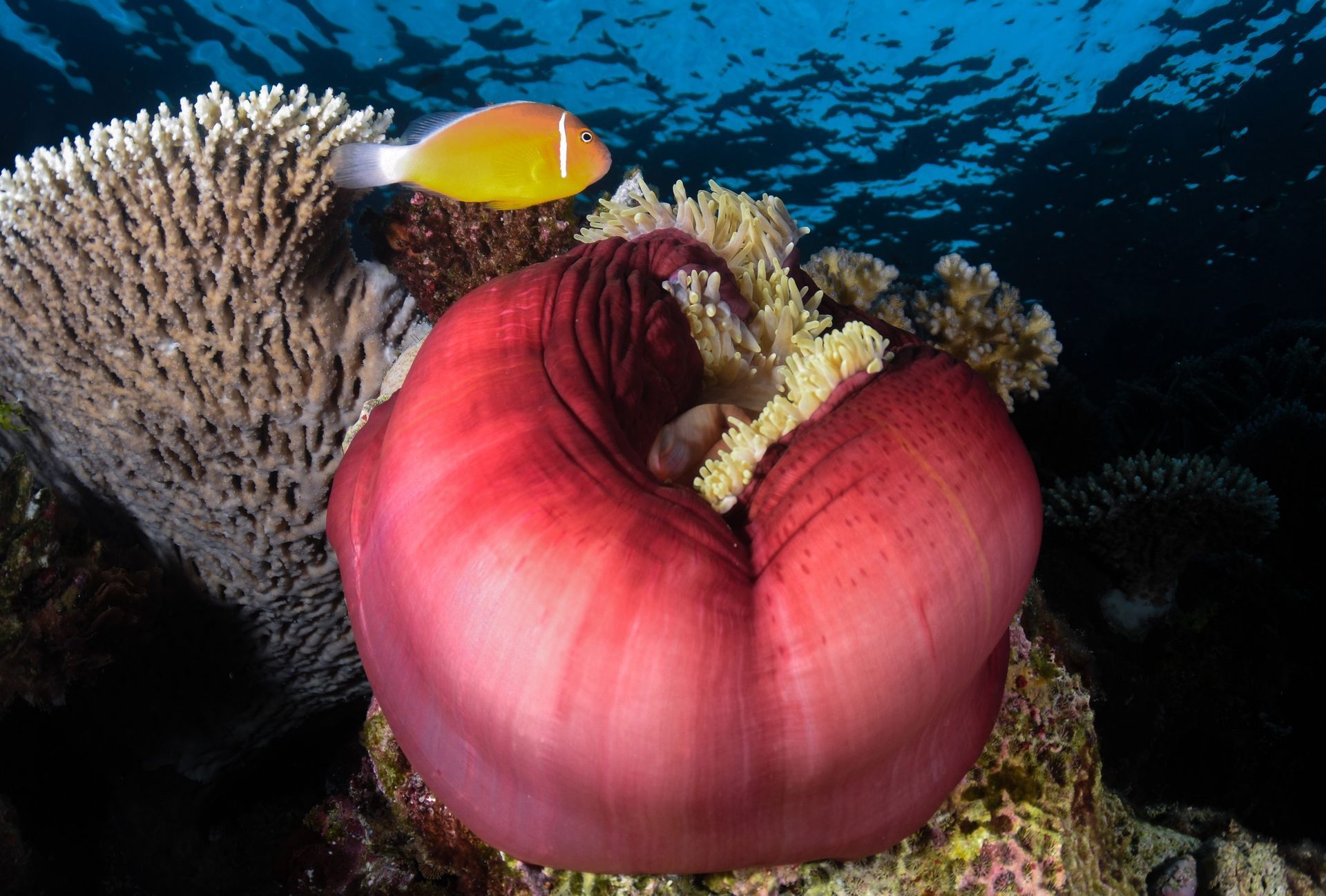 Fiji Volivoli clownfish anemone scuba
