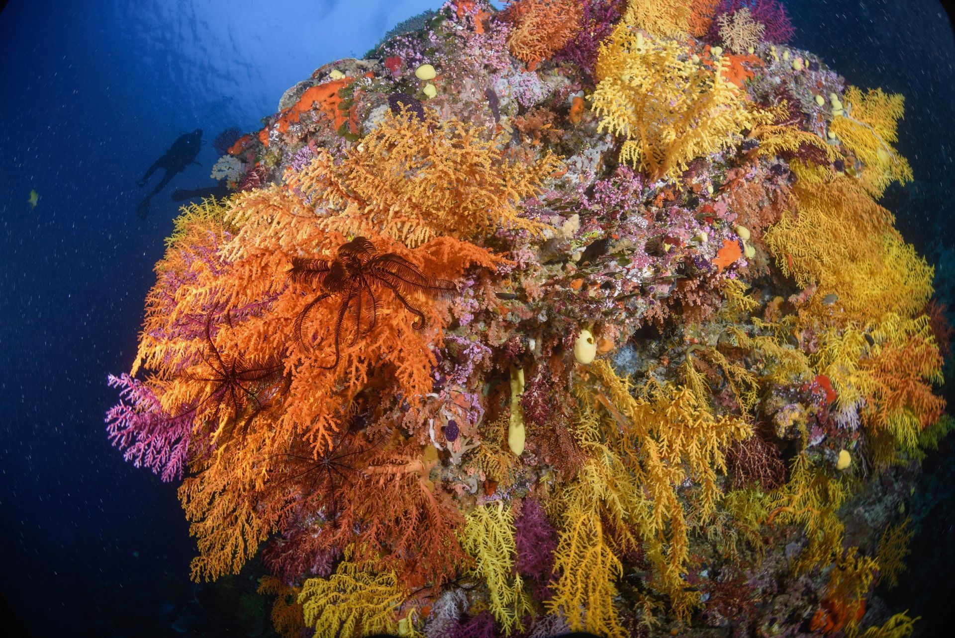Colorful coral reef underwater, showcasing yellow, orange, and purple hues against a blue background.