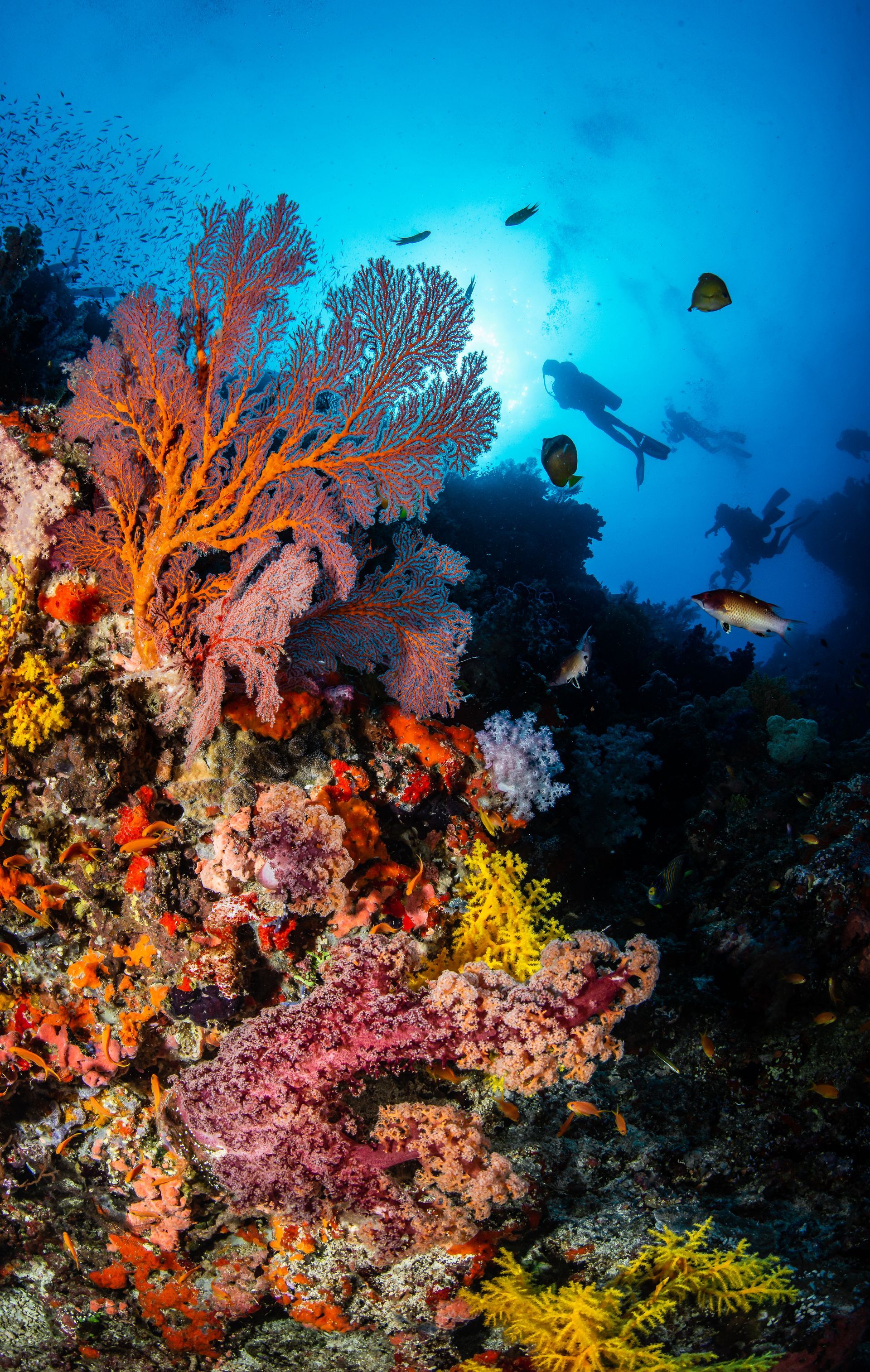 Fiji Volivoli Reef Scene with Divers