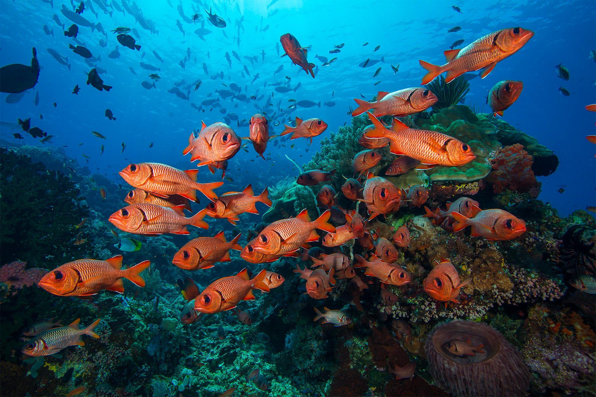 School of orange fish swimming near coral reef.
