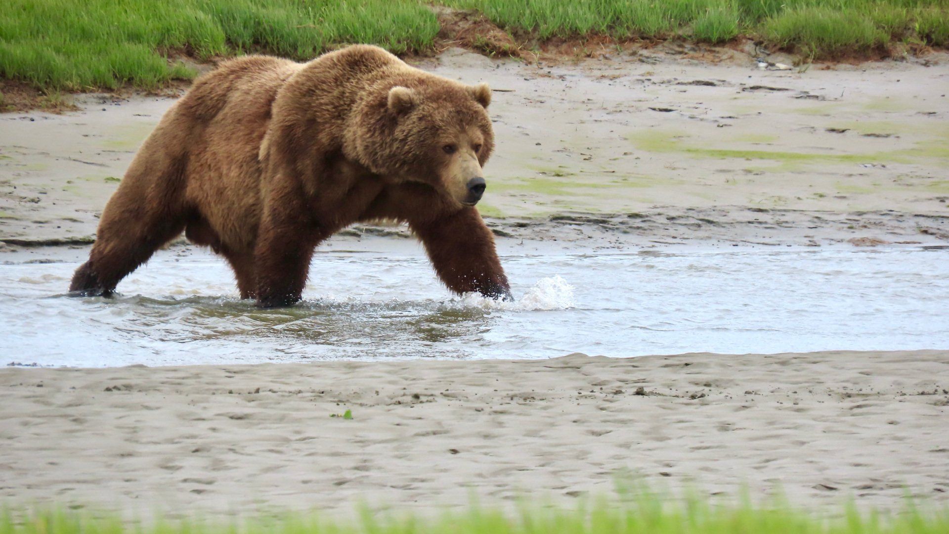 Brown bear walking in shallow water.