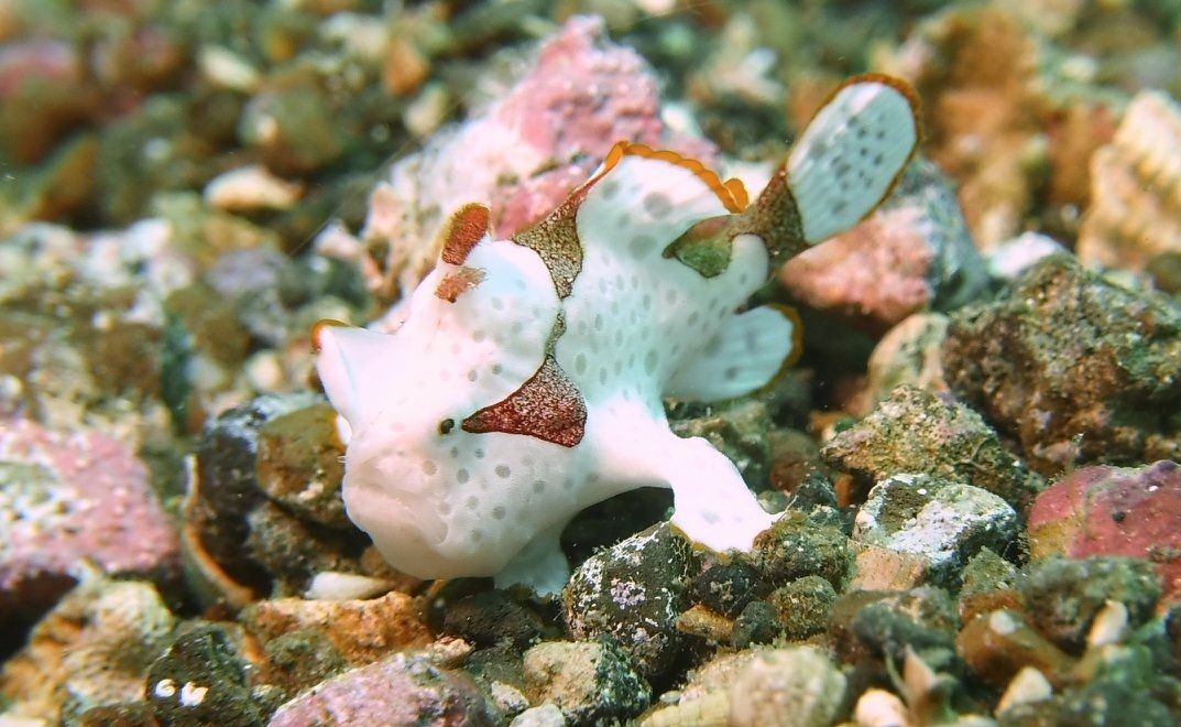 White and brown frogfish with speckled skin, blending with a rocky ocean floor.