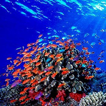 School of vibrant orange fish around coral reef in deep blue ocean.