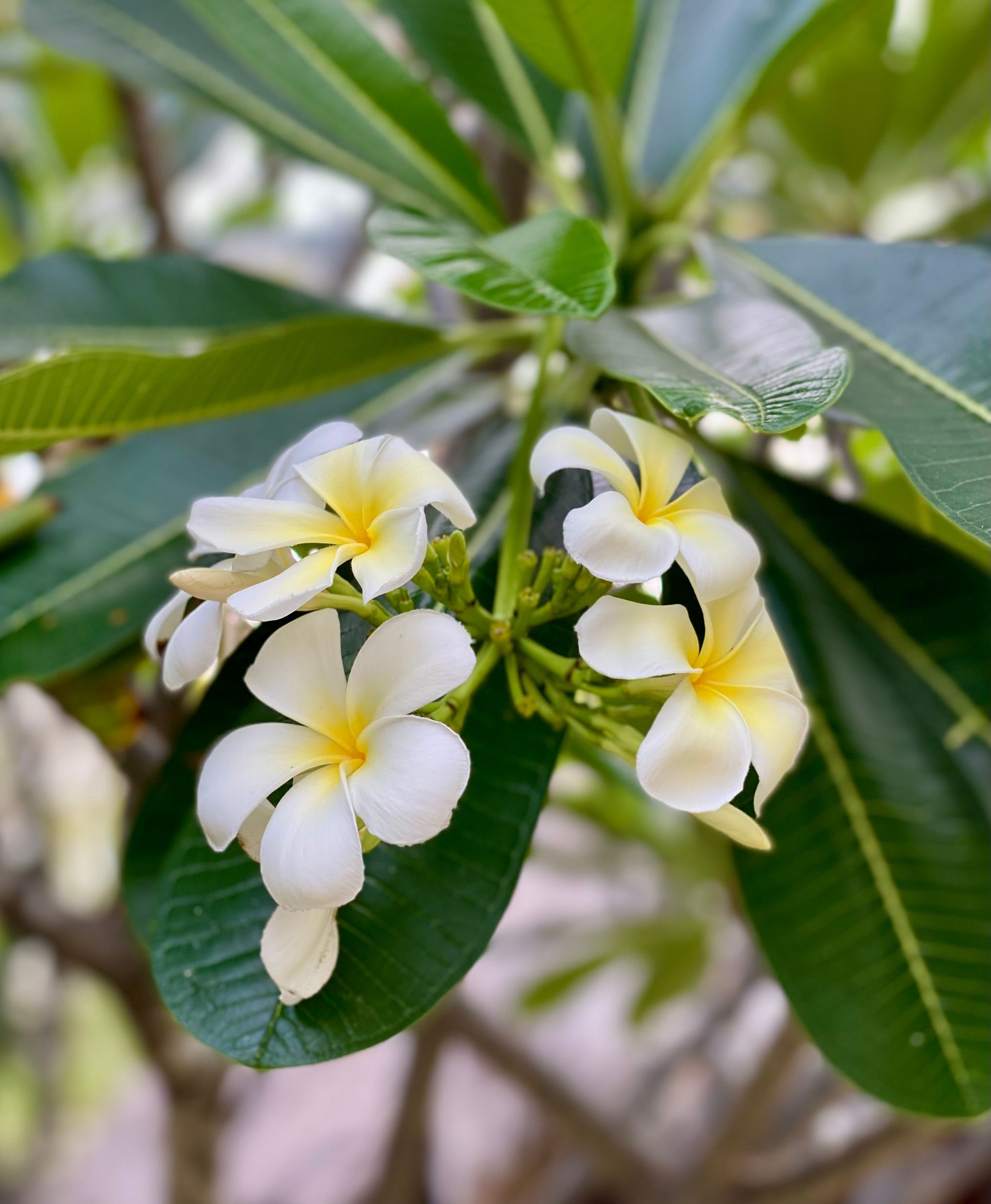 Cluster of white and yellow frangipani flowers with dark green leaves.