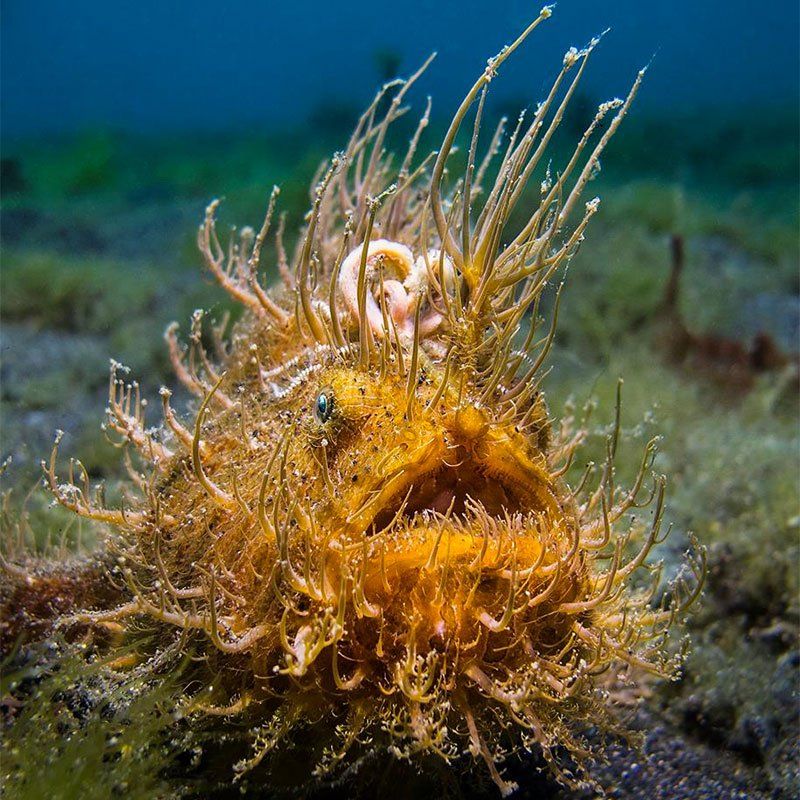 Orange hairy frogfish with long, hair-like appendages; open mouth, underwater.