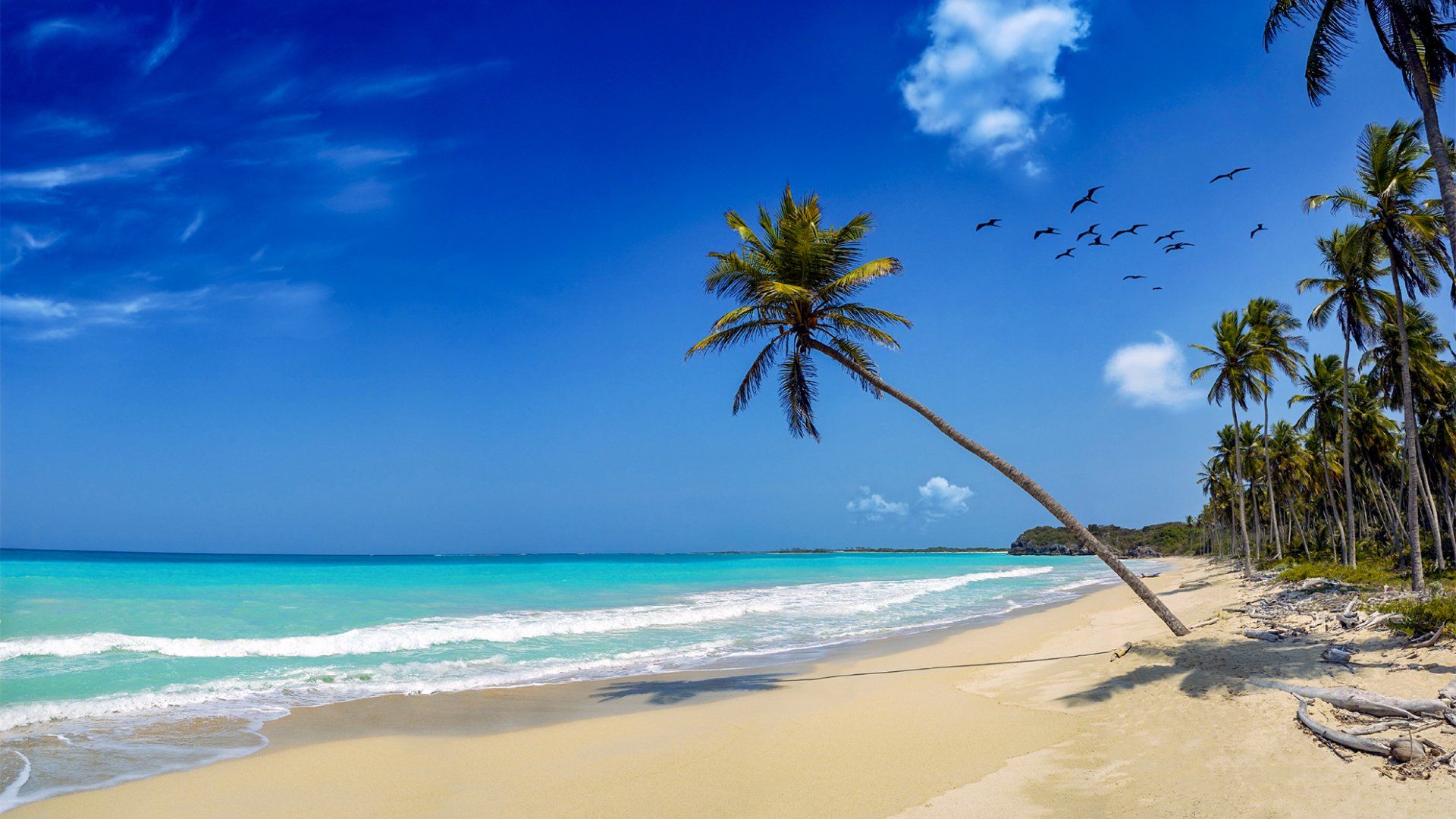 Beach scene with turquoise water, palm trees, and blue sky.
