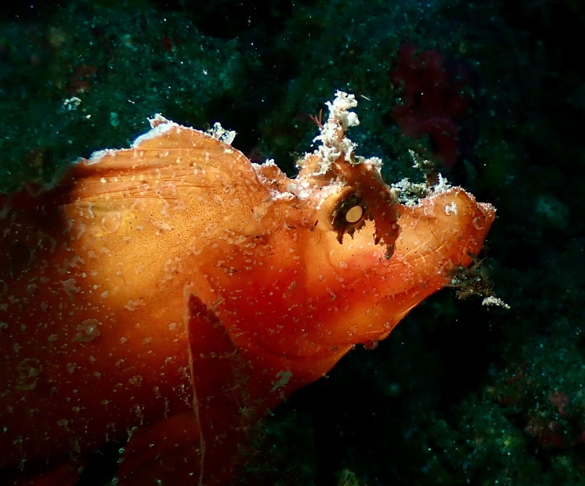 Leafy sea dragon, orange and brown with leafy appendages, blends into dark ocean rocks.
