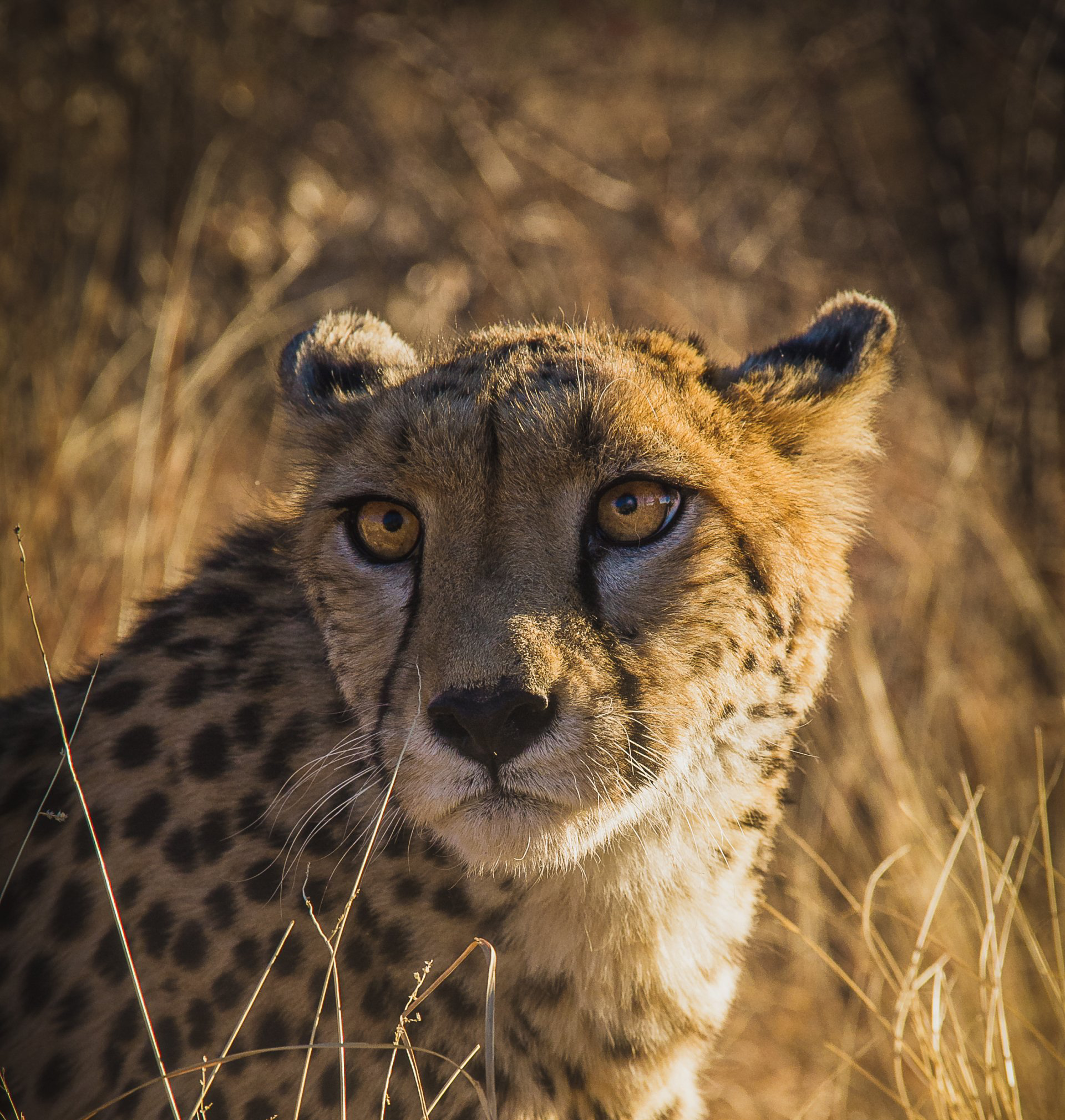 Cheetah looking directly at the camera, tan fur with black spots, dry grass backdrop, sunlight.