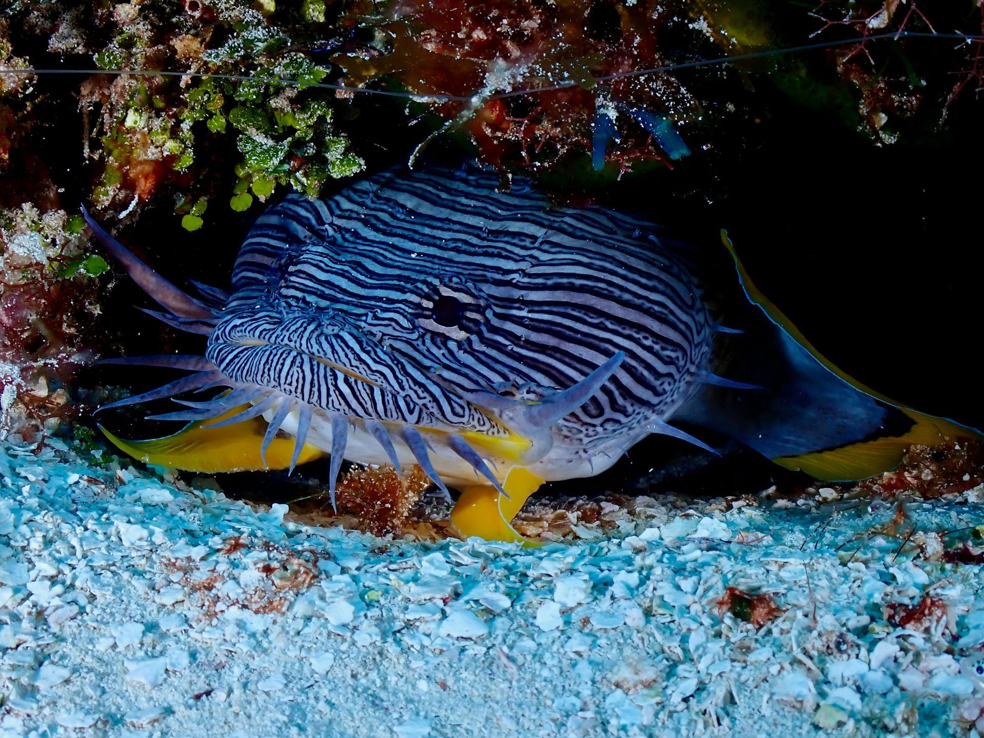 Zebra-striped fish with yellow fins hides under coral; underwater scene.